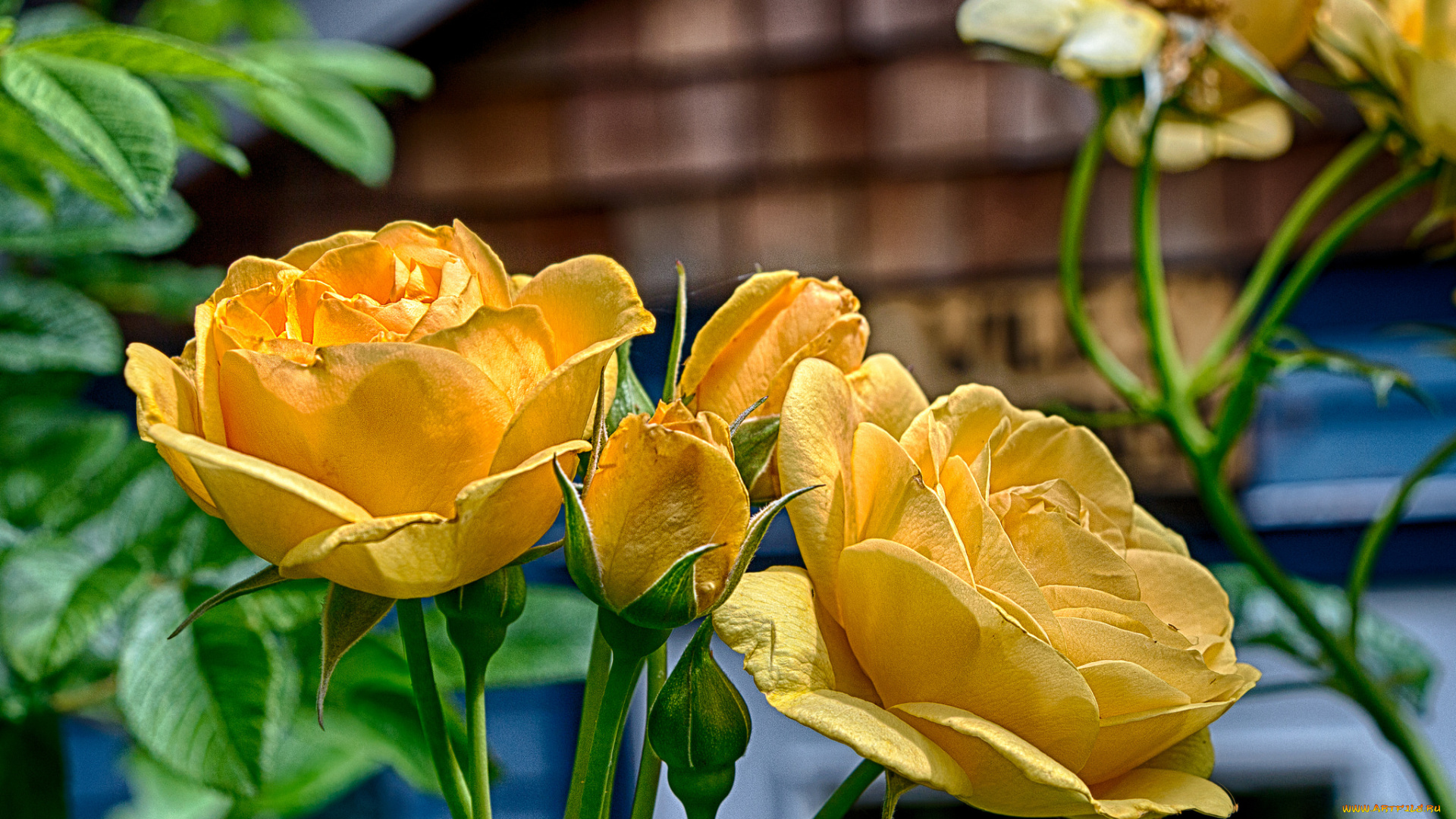 цветы, розы, лепестки, бутон