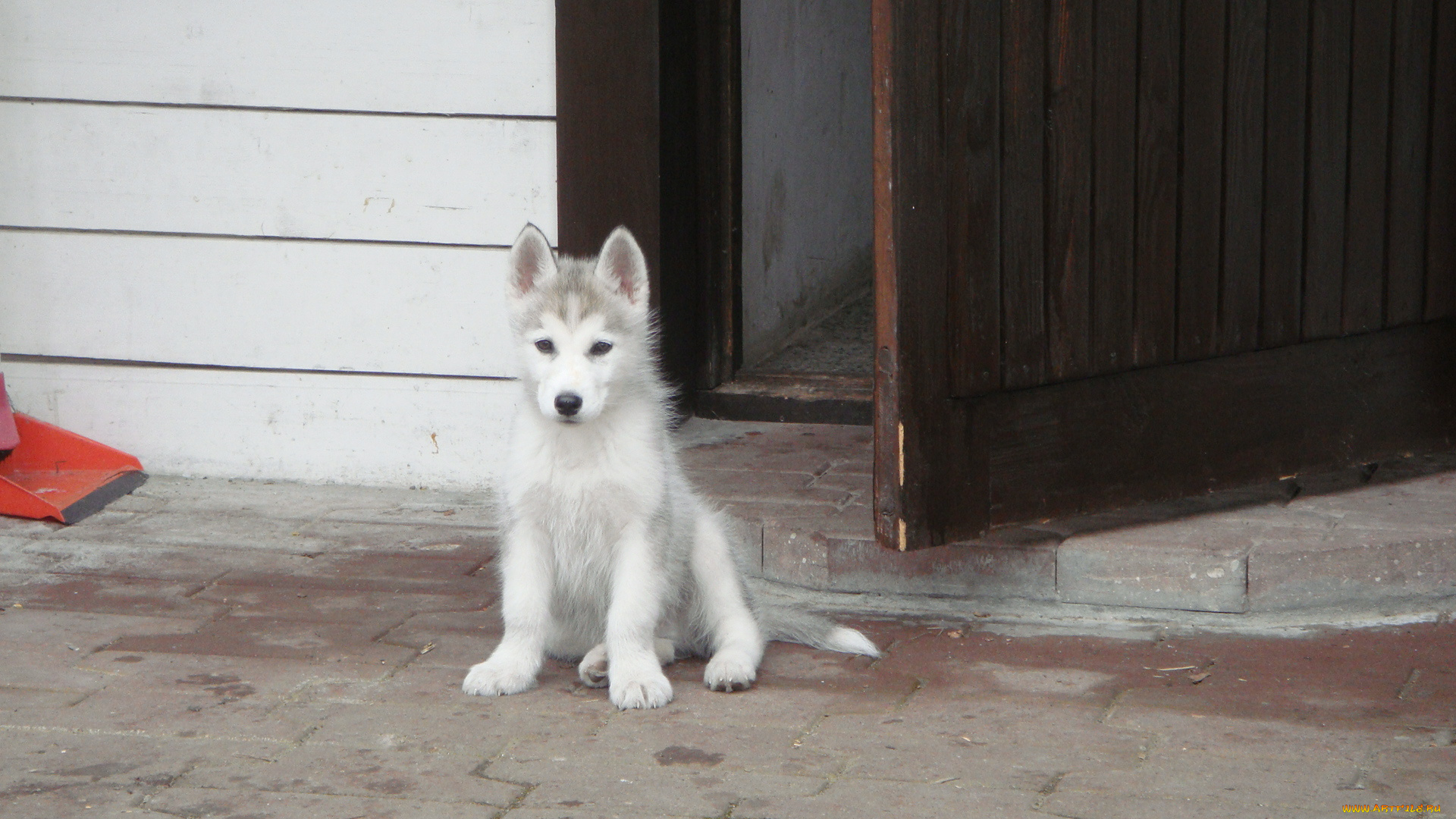 весна, животные, собаки, хаски