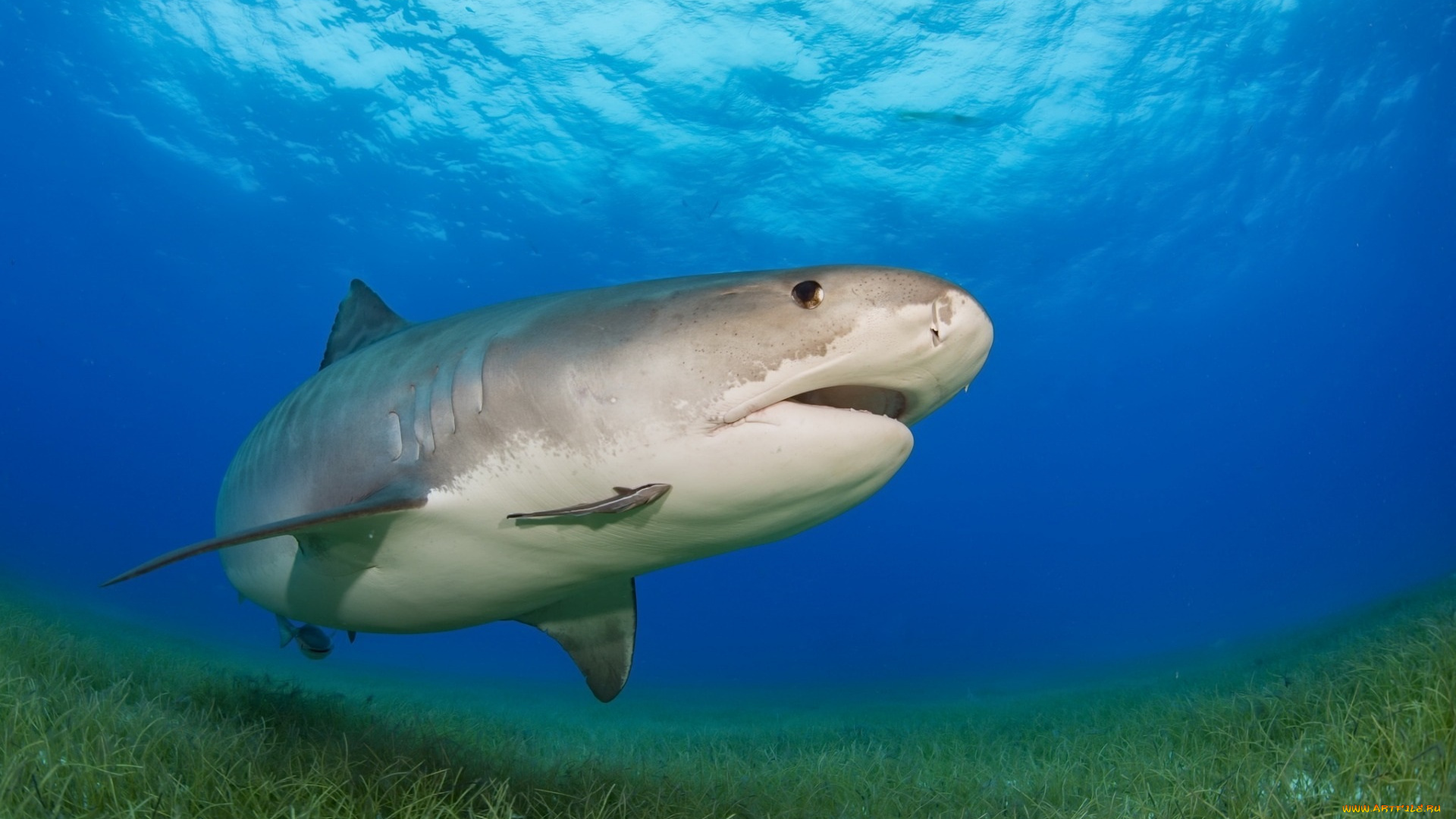 животные, акулы, водоросли, море, акула