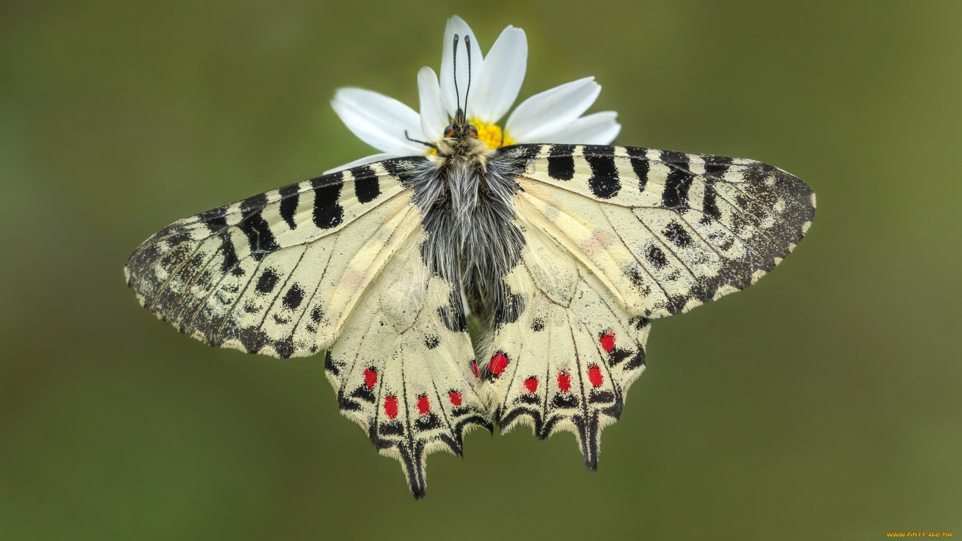 животные, бабочки, , мотыльки, , моли, бабочка