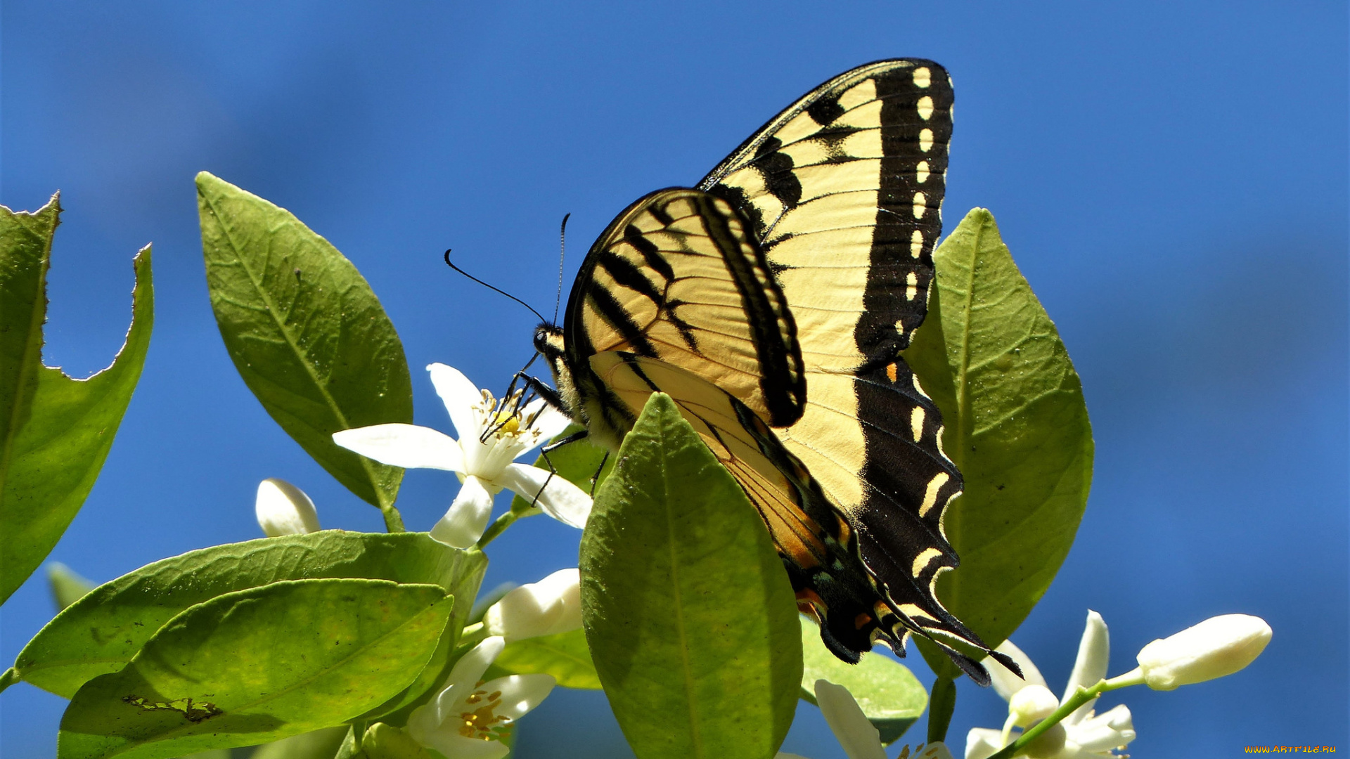 животные, бабочки, , мотыльки, , моли, бабочка