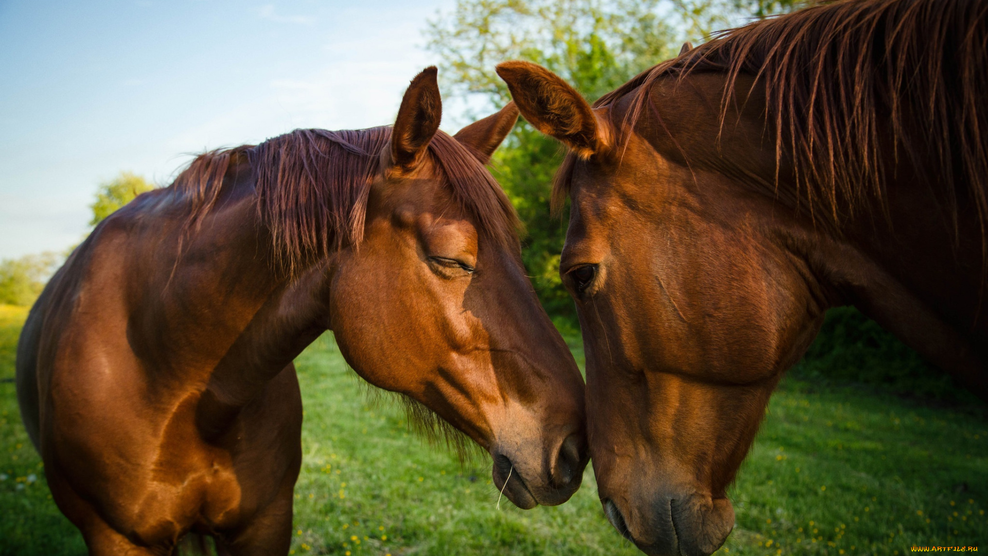животные, лошади, фон, морды, два, природа, коня, кони, коричневые, общение, дружба, небо, трава, гнедые, пара, зелень