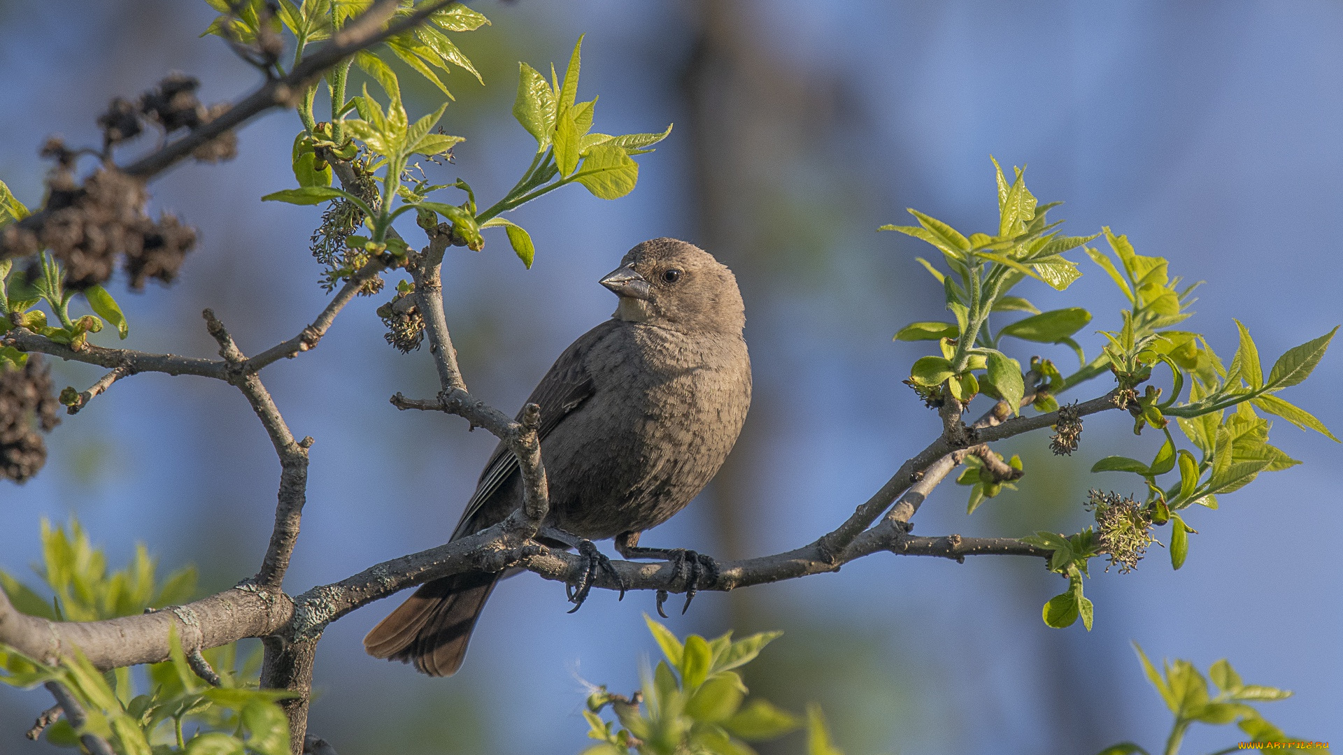 животные, птицы, дерево, буроголовый, коровий, трупиал, воловья, птица, ветка