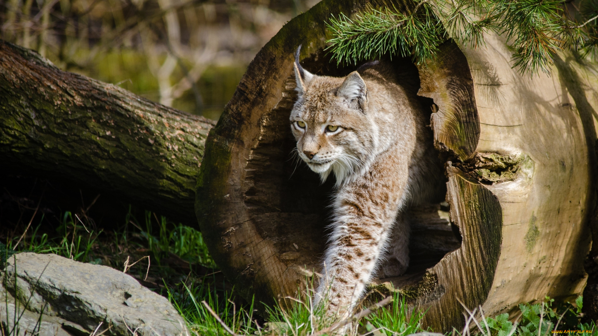 животные, рыси, бревна, камень, лес, рысь