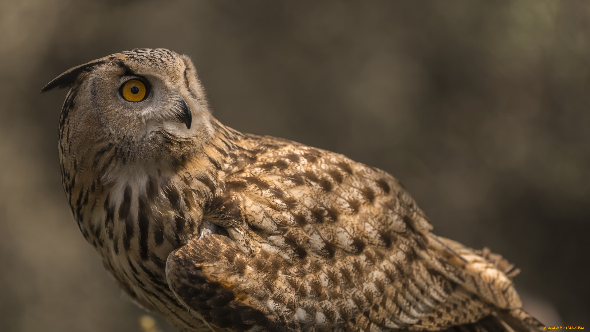 животные, совы, птичка