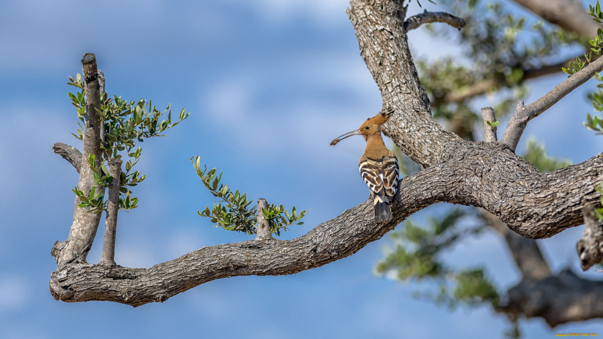 животные, удоды, птичка