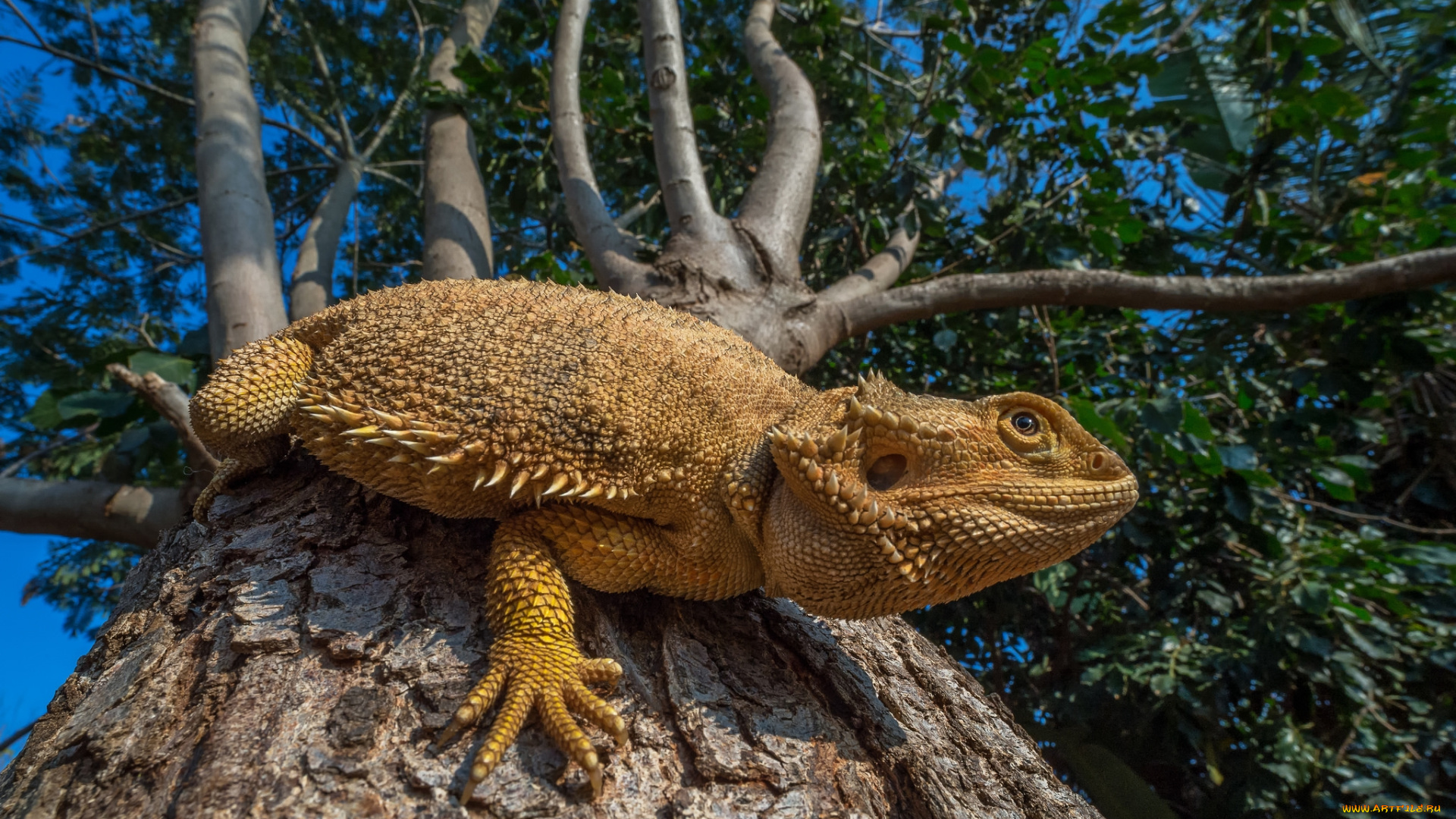 животные, Ящерицы, , игуаны, , вараны, ящерка