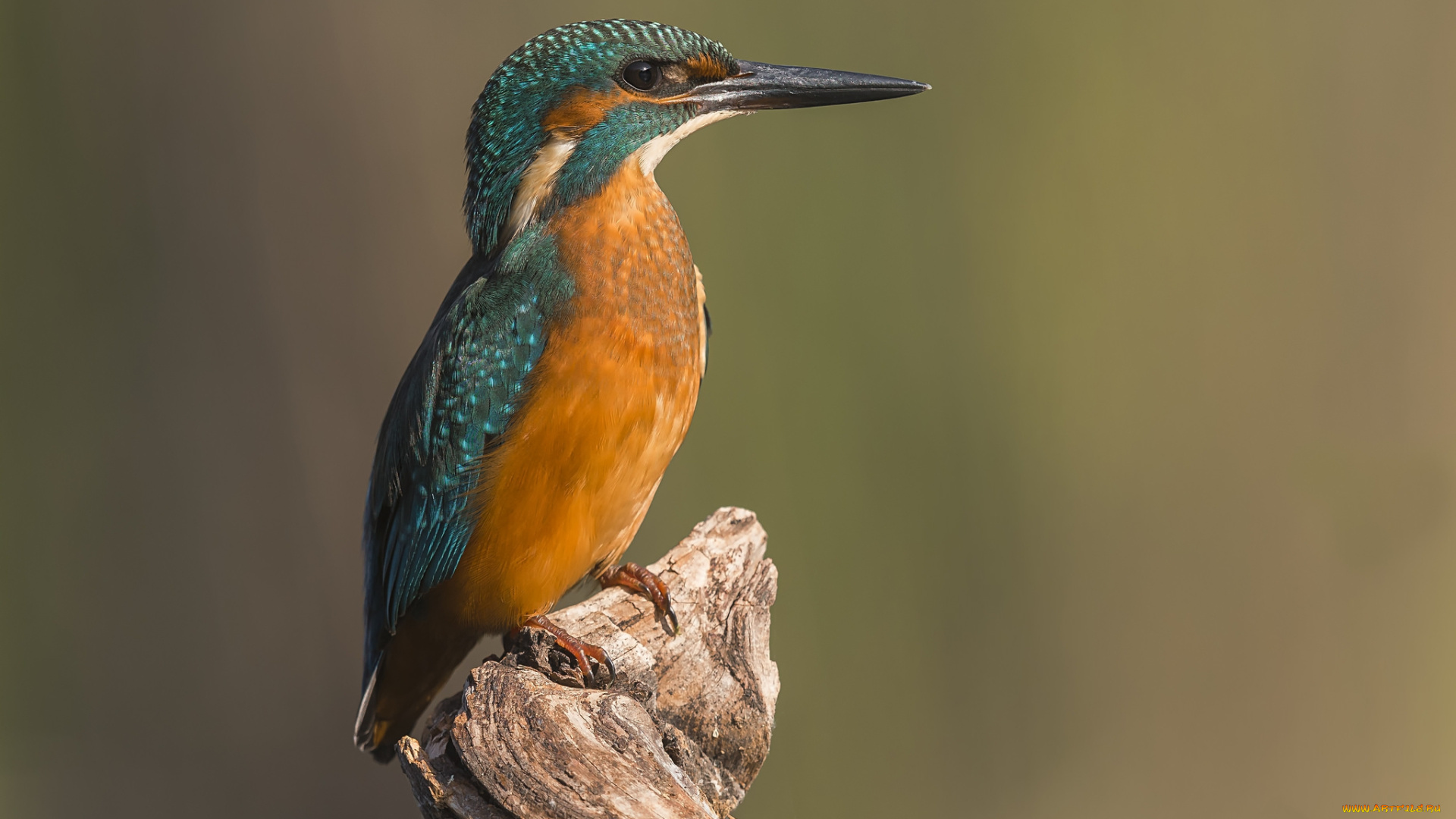 животные, зимородки, птичка