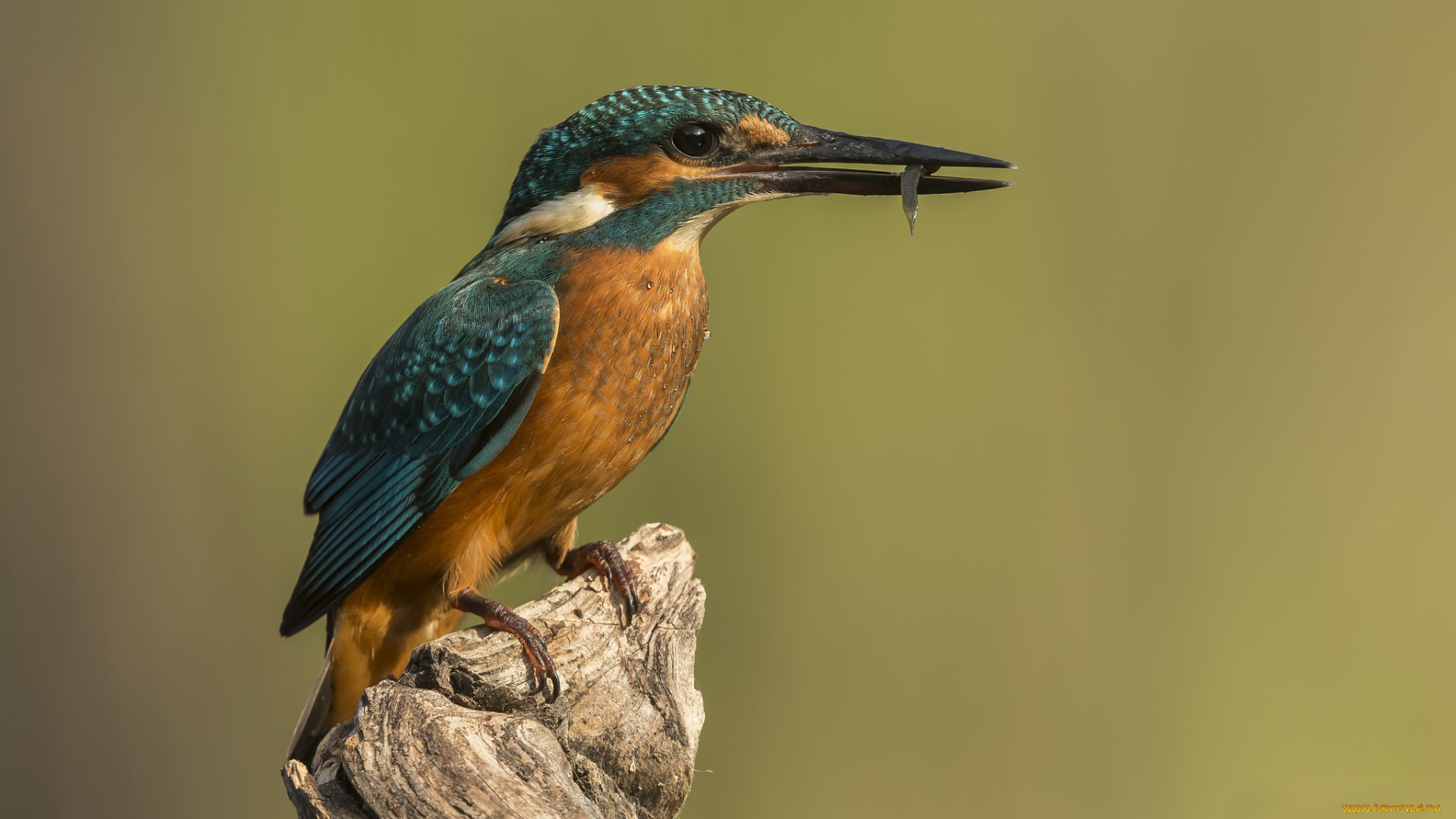 животные, зимородки, птичка