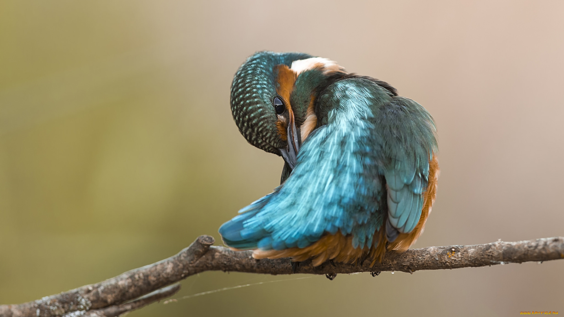 животные, зимородки, птичка