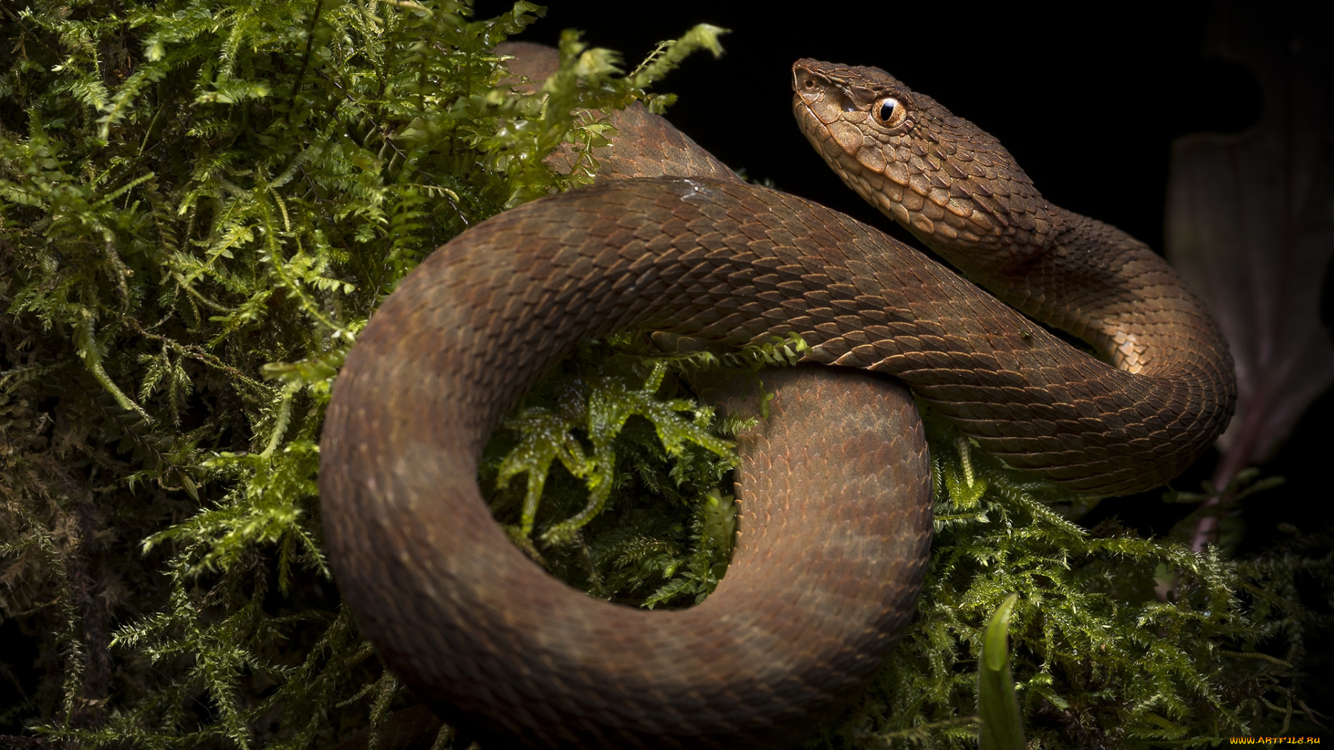 животные, змеи, , питоны, , кобры, змейка