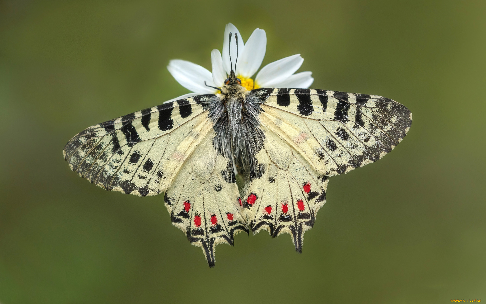 животные, бабочки, , мотыльки, , моли, бабочка