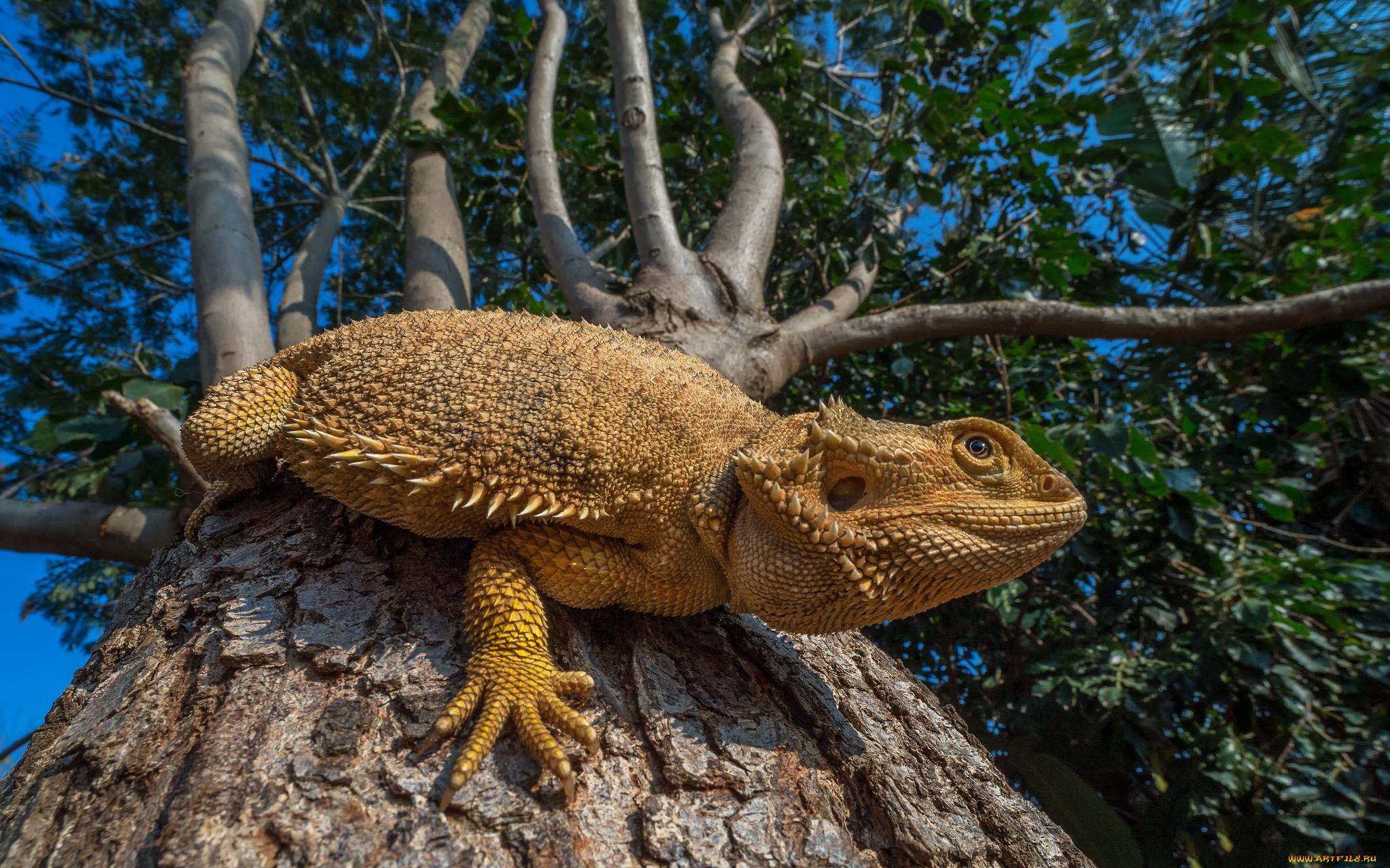 животные, Ящерицы, , игуаны, , вараны, ящерка