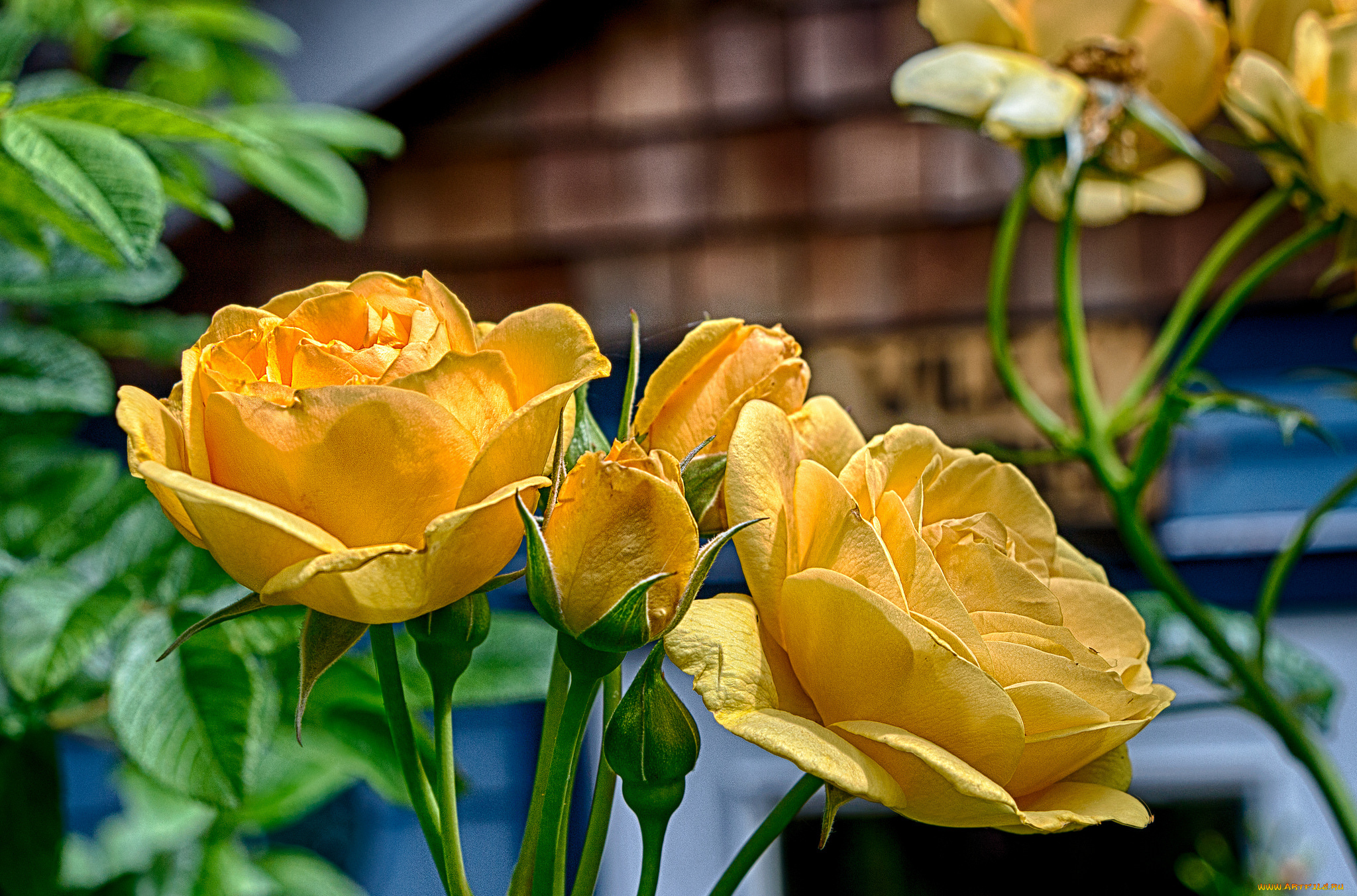 цветы, розы, лепестки, бутон