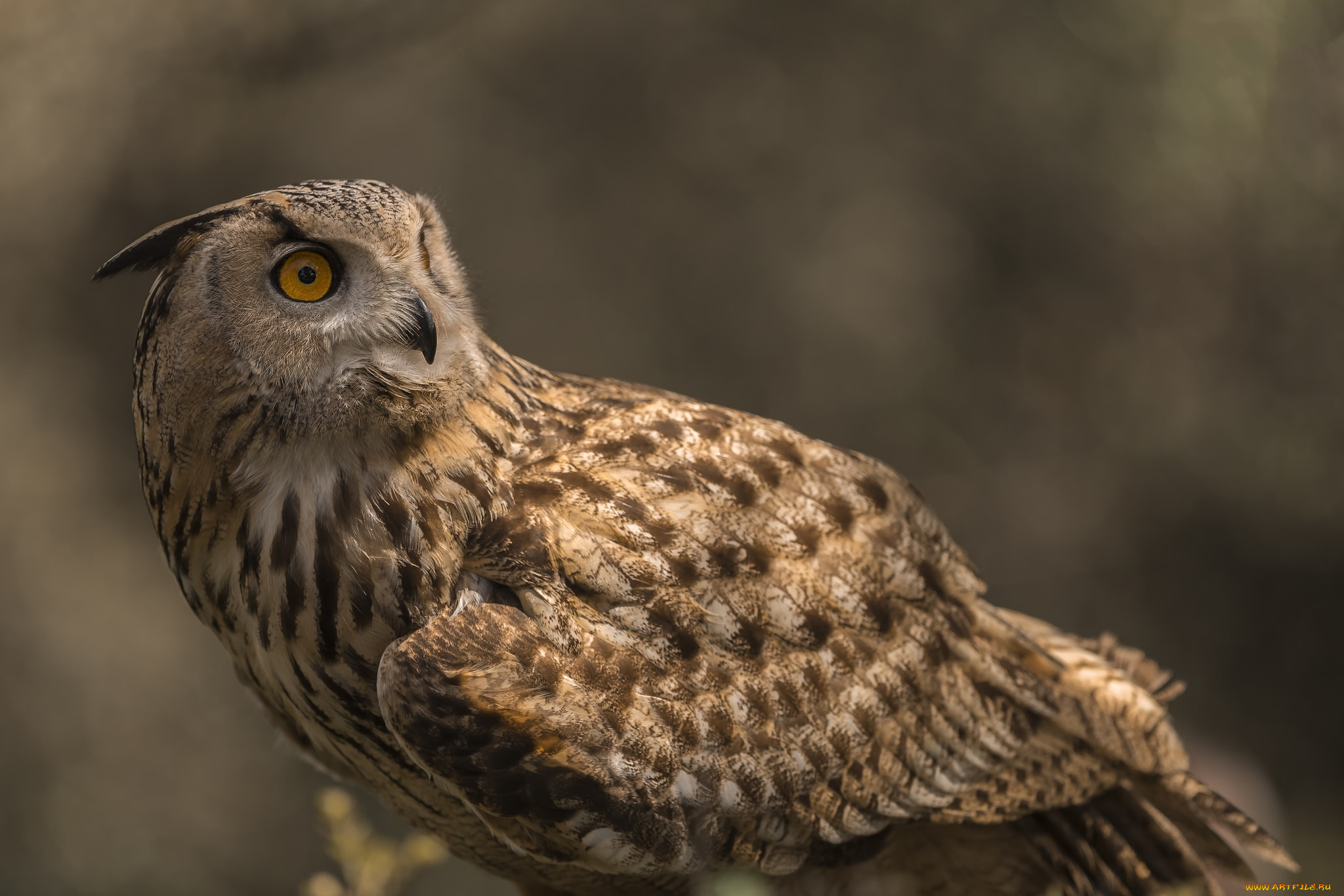 животные, совы, птичка