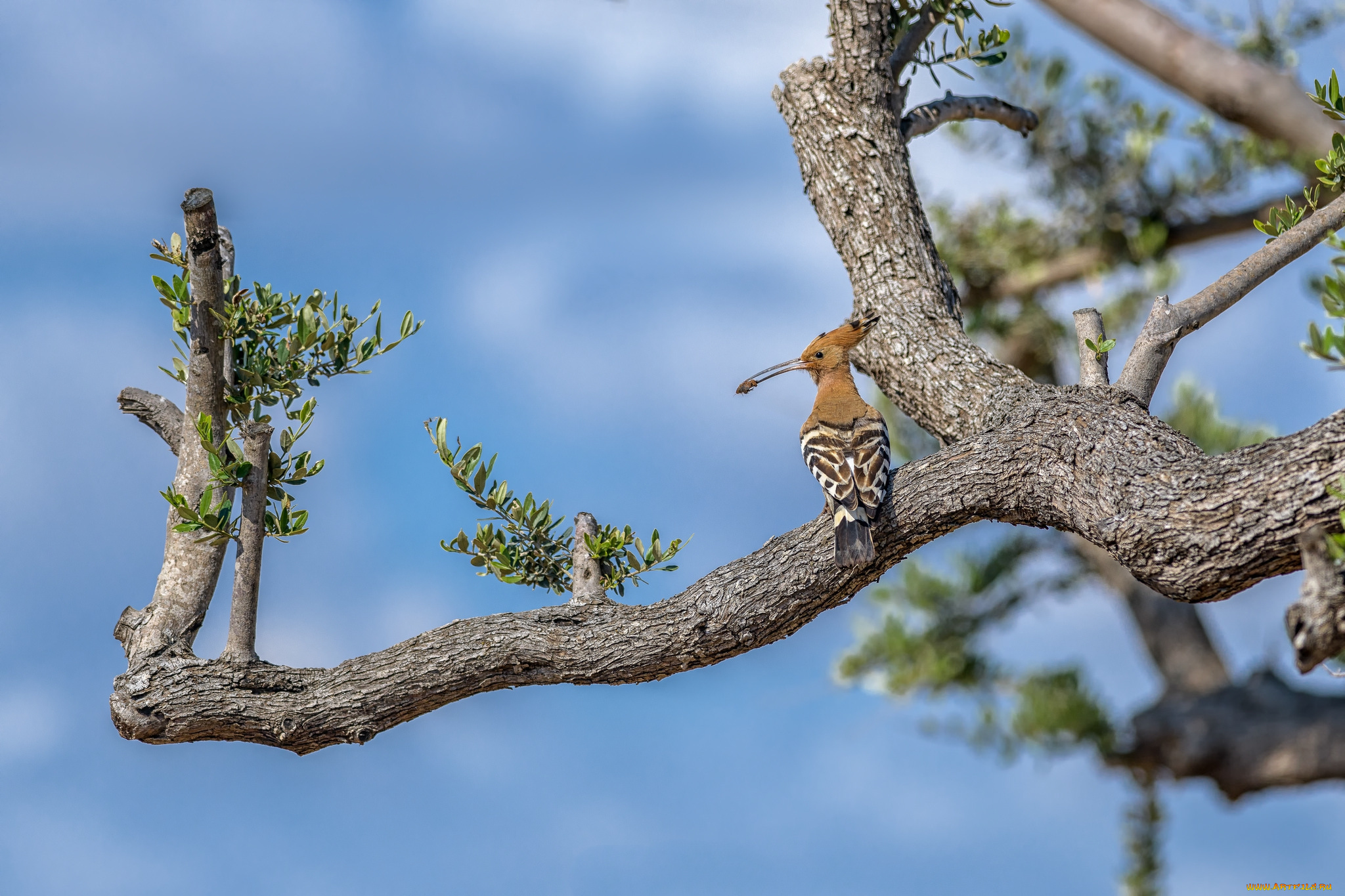 животные, удоды, птичка