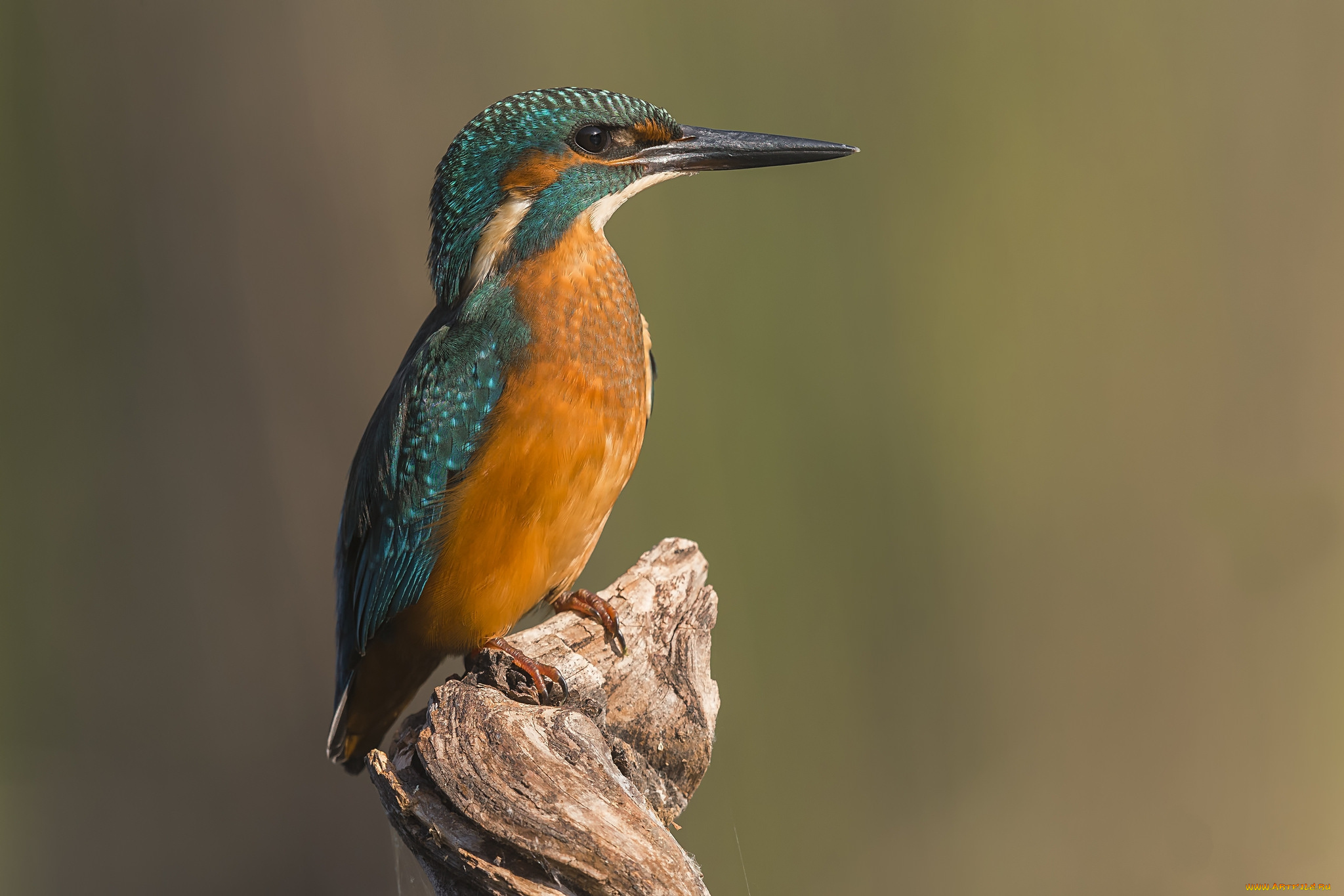 животные, зимородки, птичка