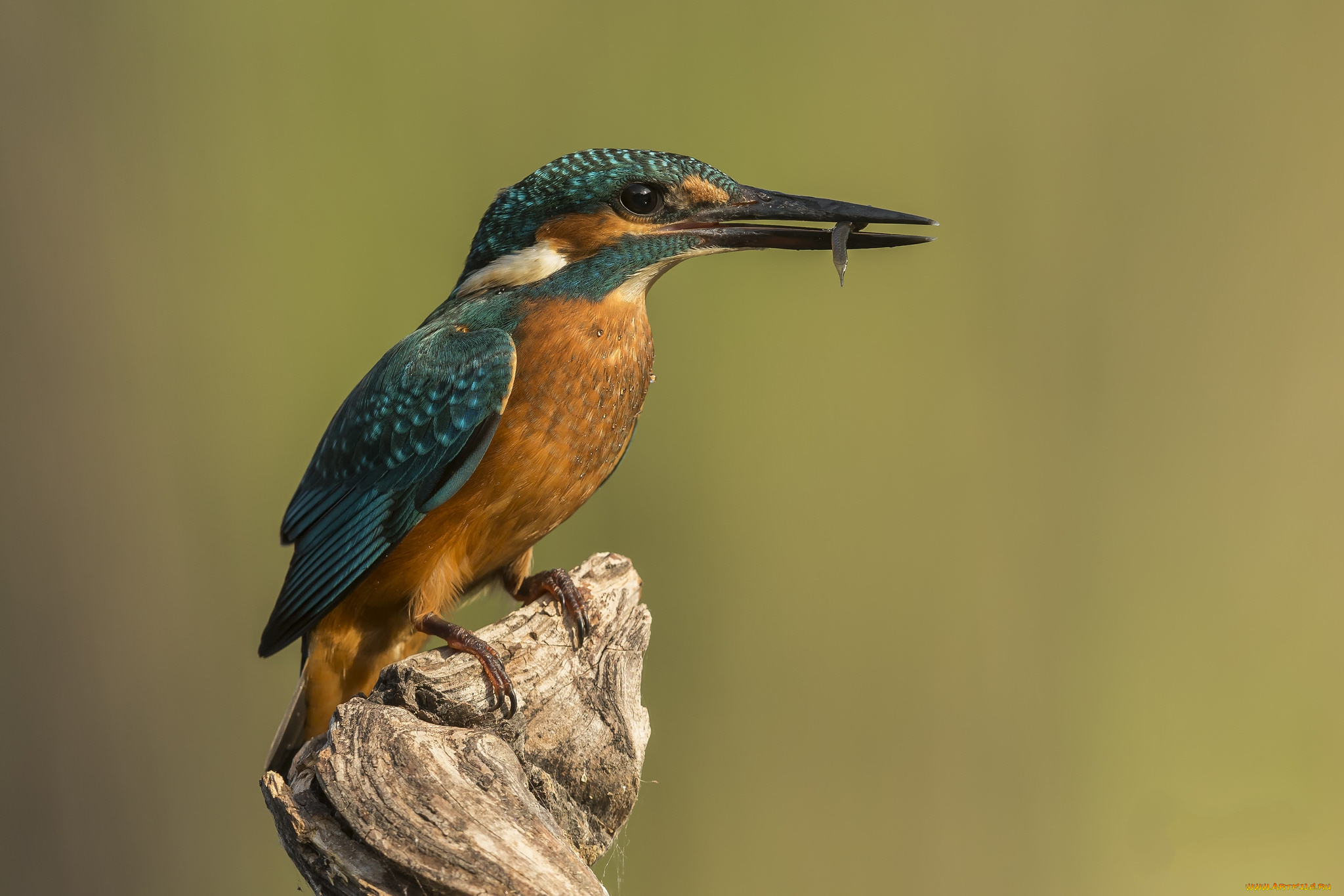 животные, зимородки, птичка