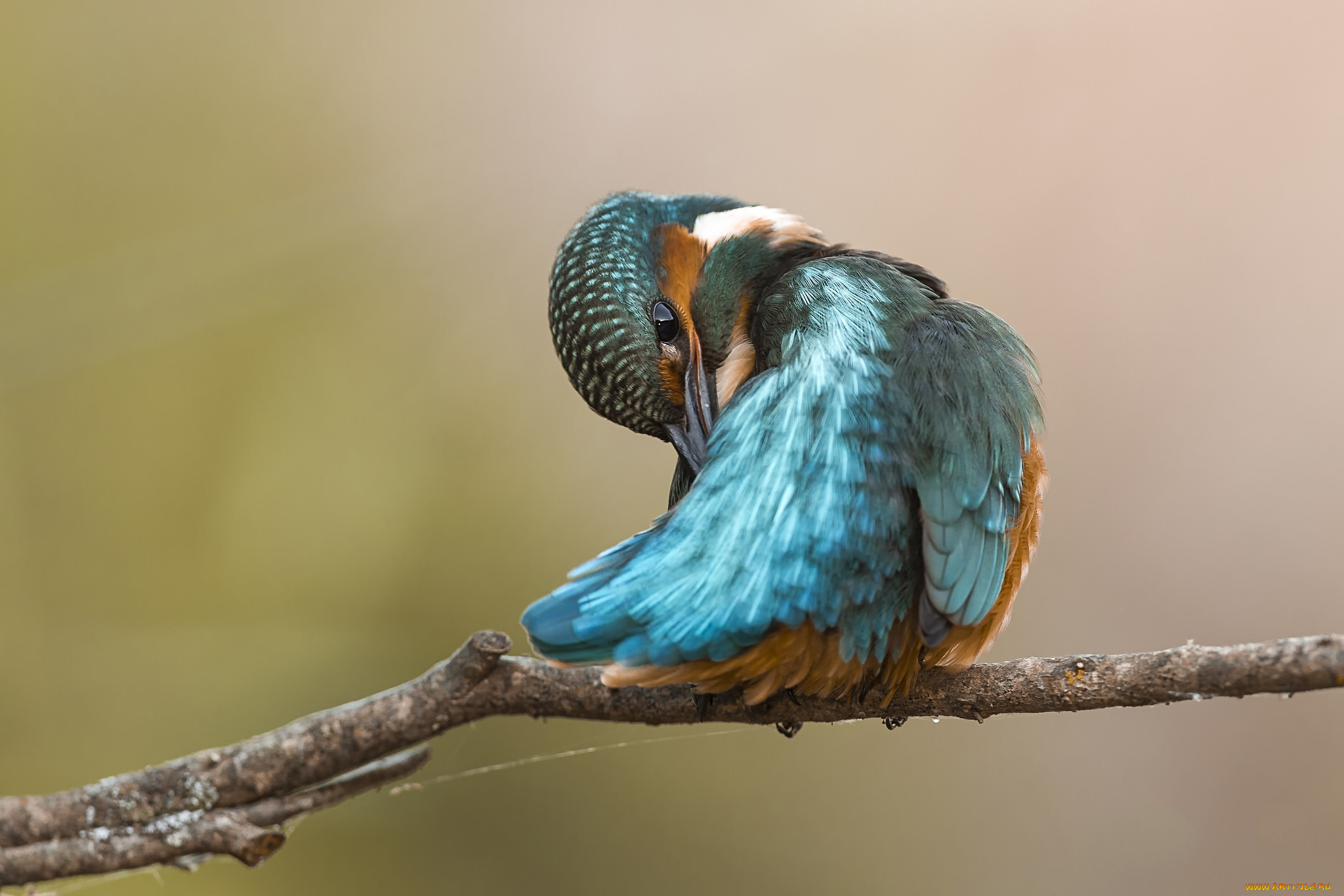 животные, зимородки, птичка