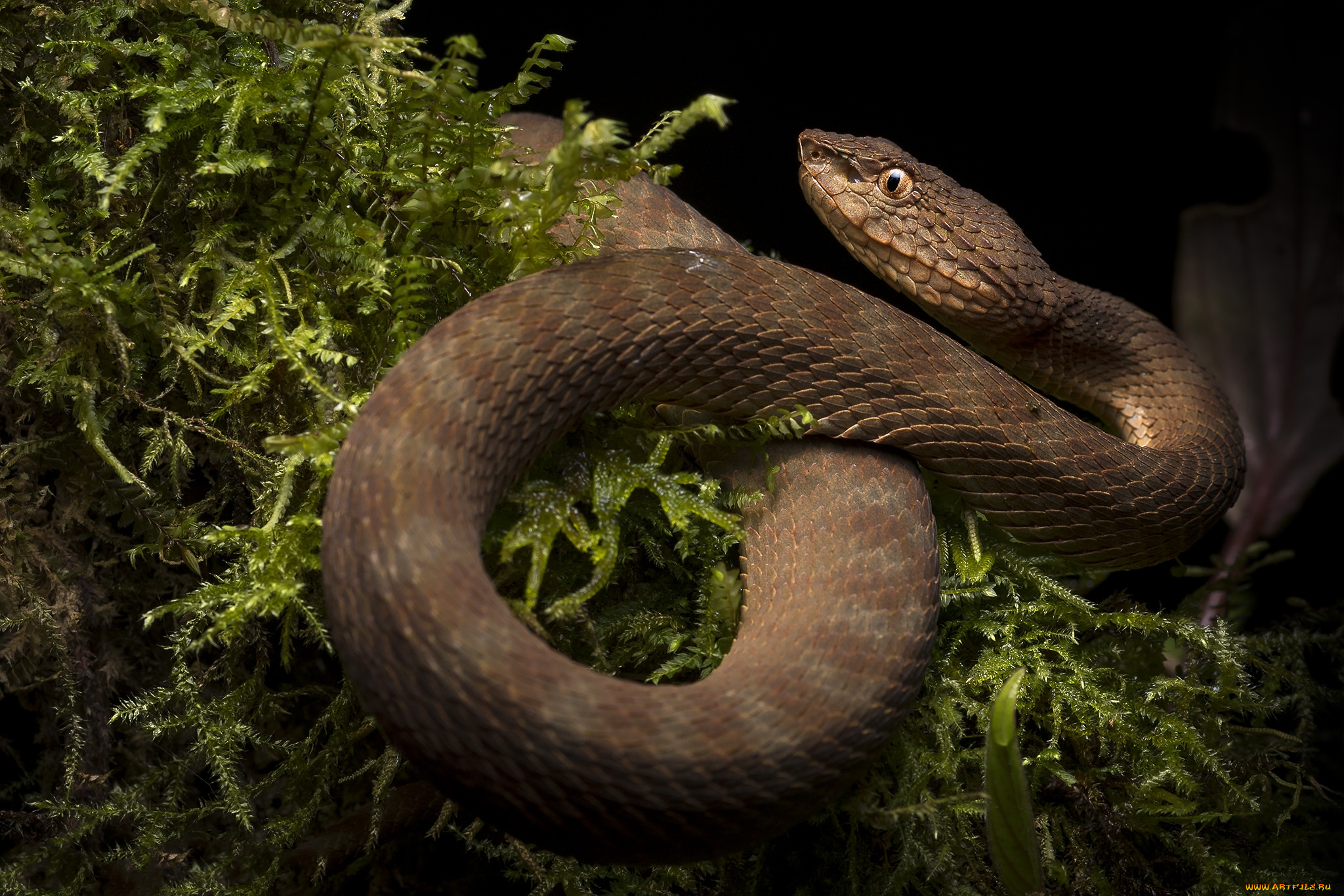 животные, змеи, , питоны, , кобры, змейка