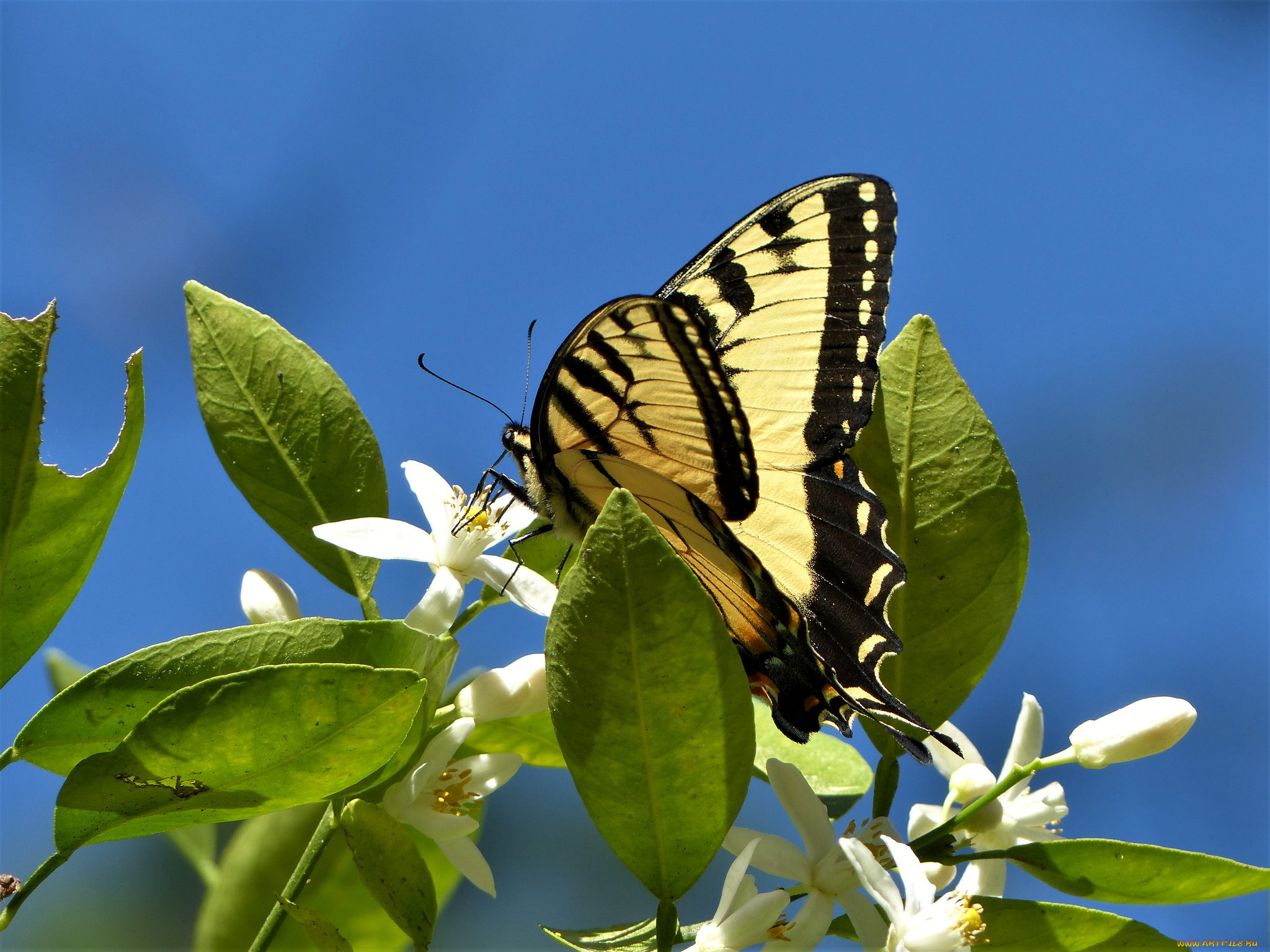 животные, бабочки, , мотыльки, , моли, бабочка