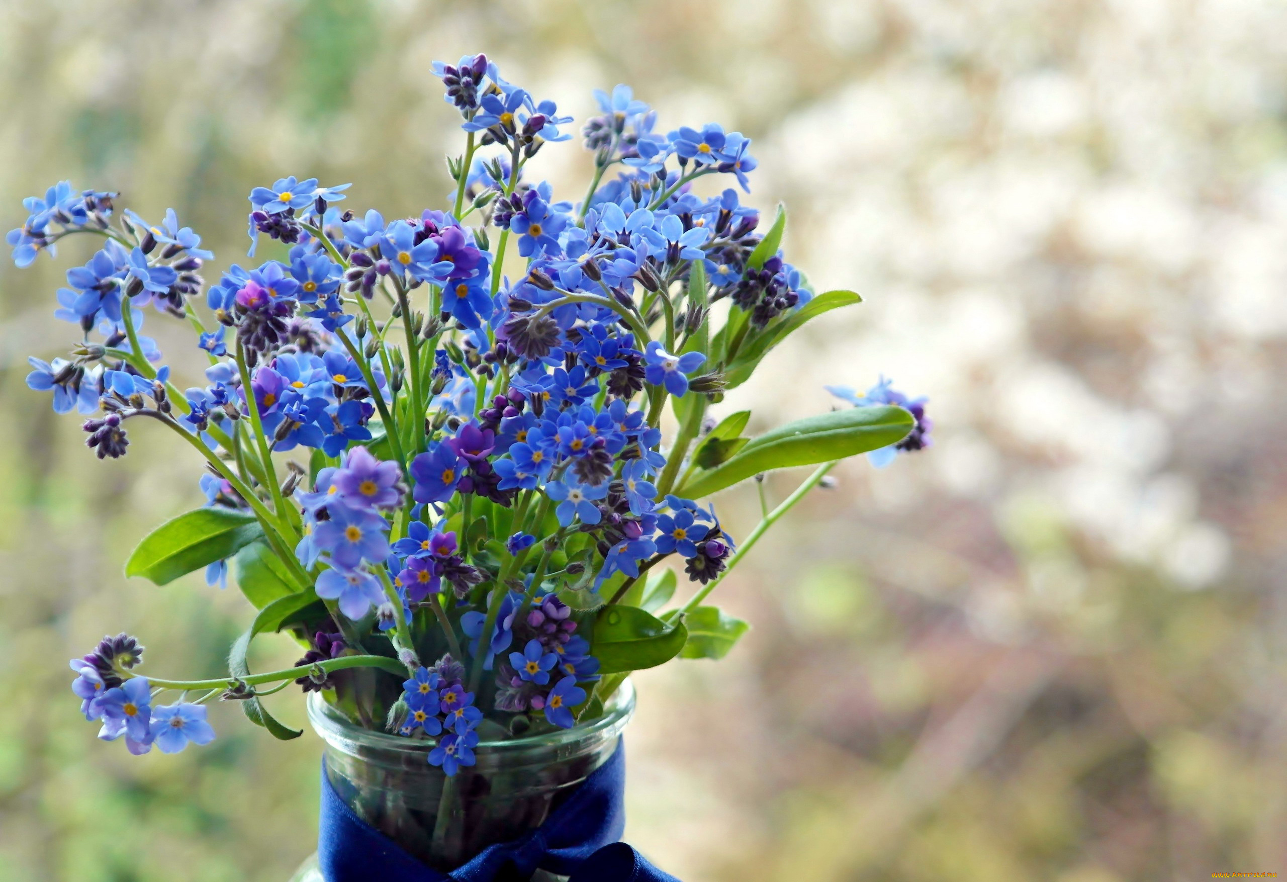 цветы, незабудки, голубой