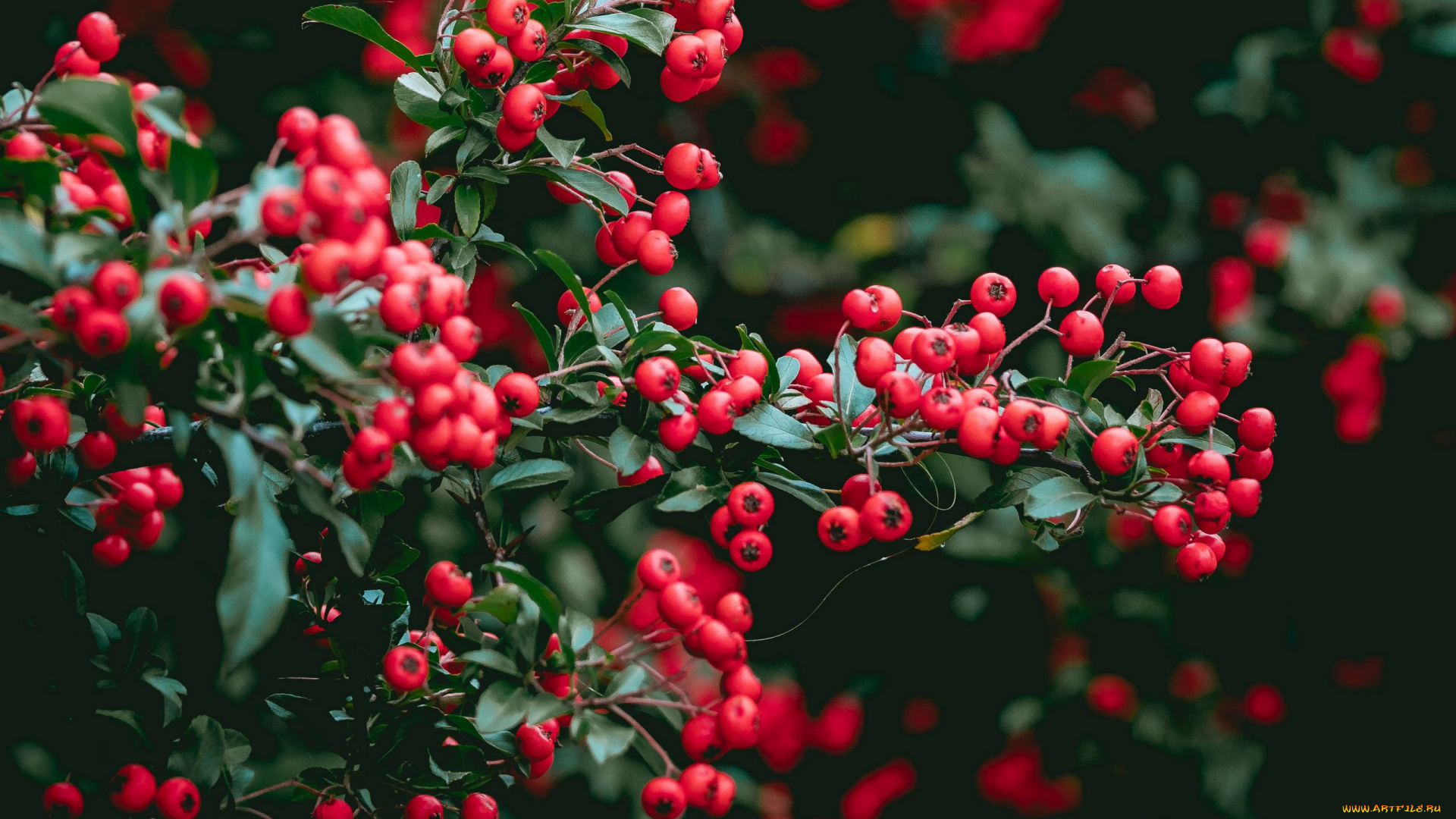 природа, ягоды, красные, куст