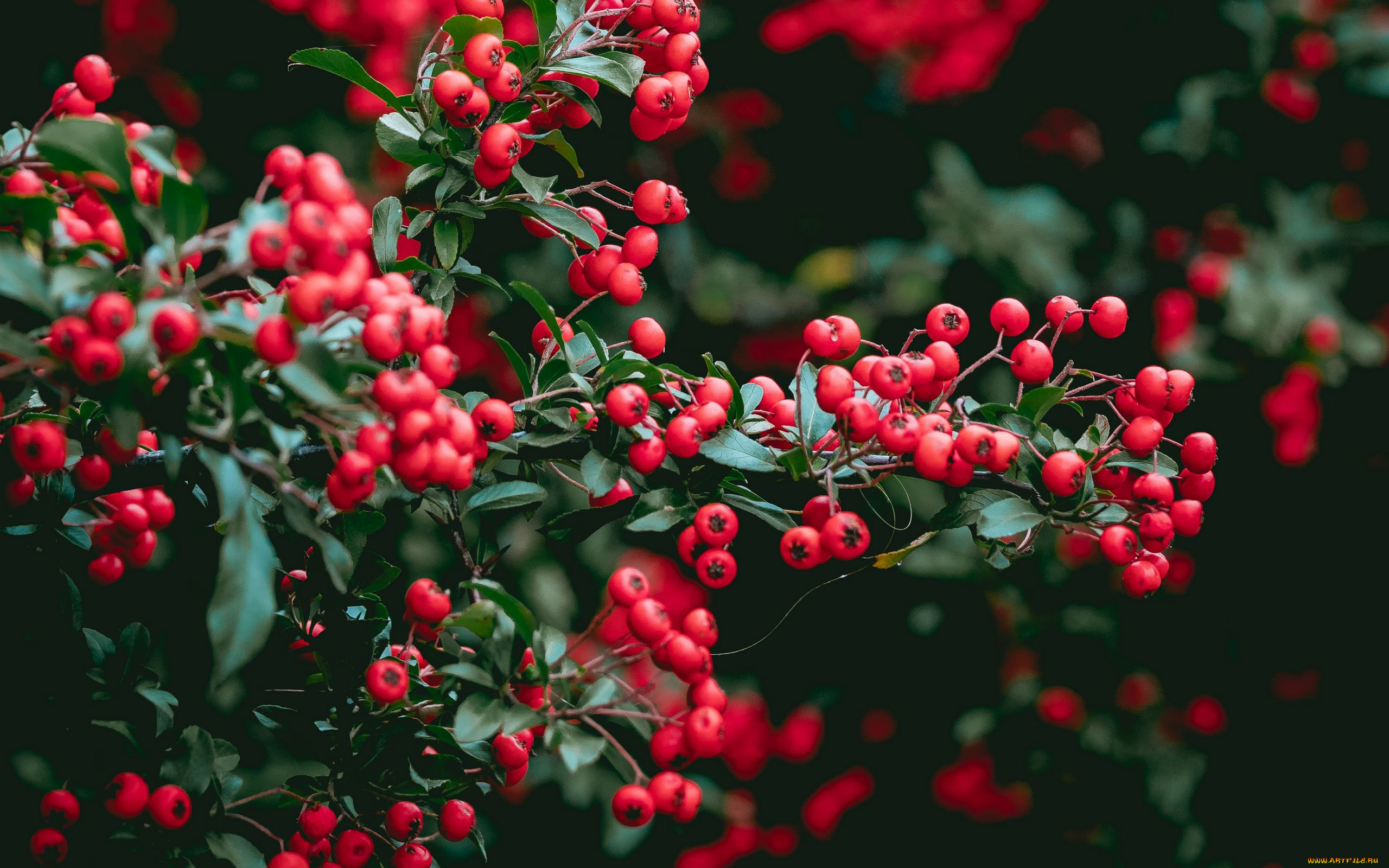 природа, ягоды, красные, куст
