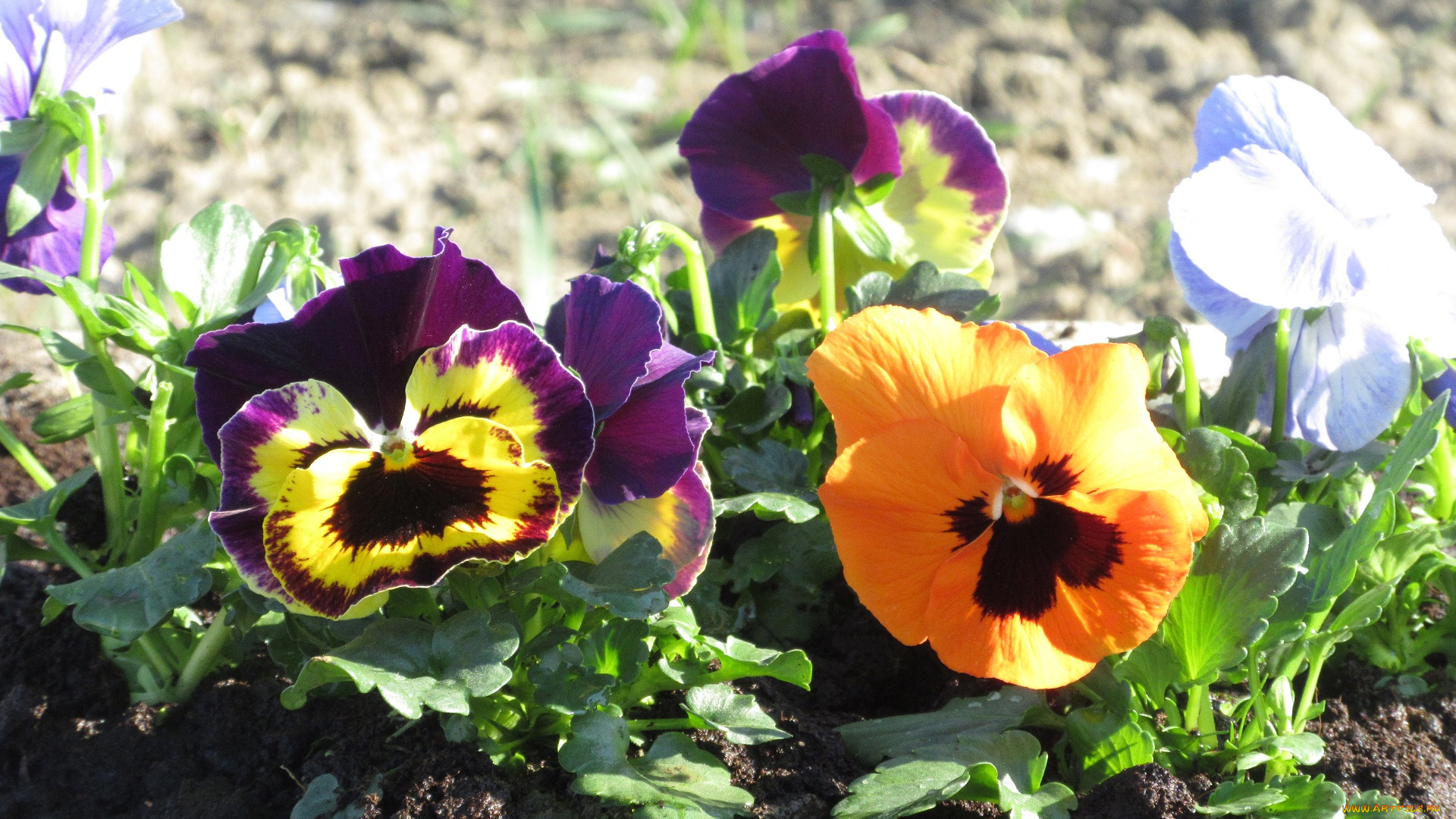цветы, анютины, глазки, , садовые, фиалки, анютины, глазки