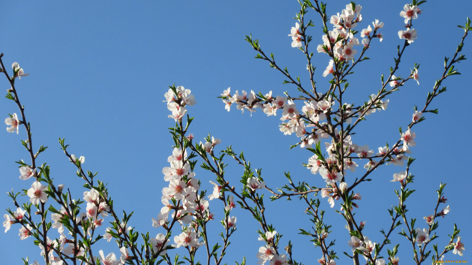 цветы, цветущие, деревья, , , кустарники, абрикос