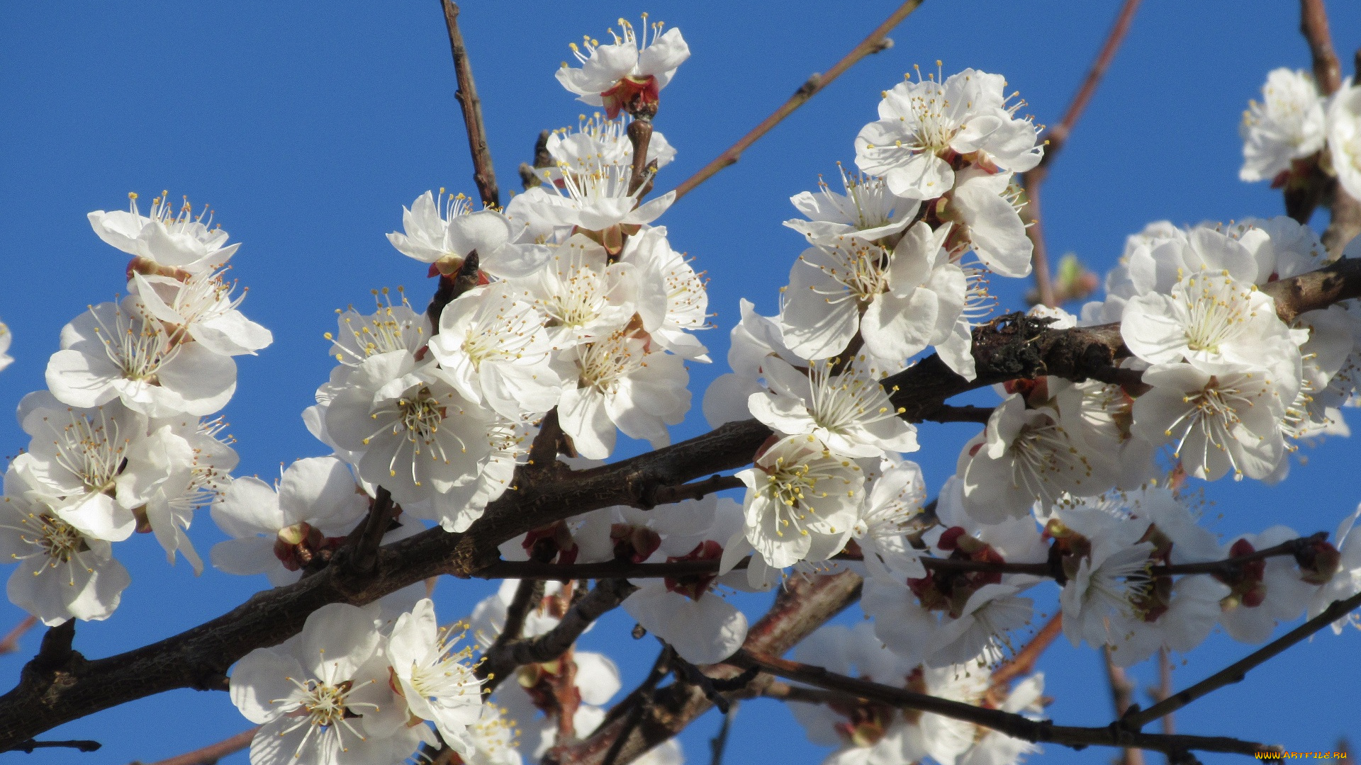 цветы, цветущие, деревья, , , кустарники, абрикос