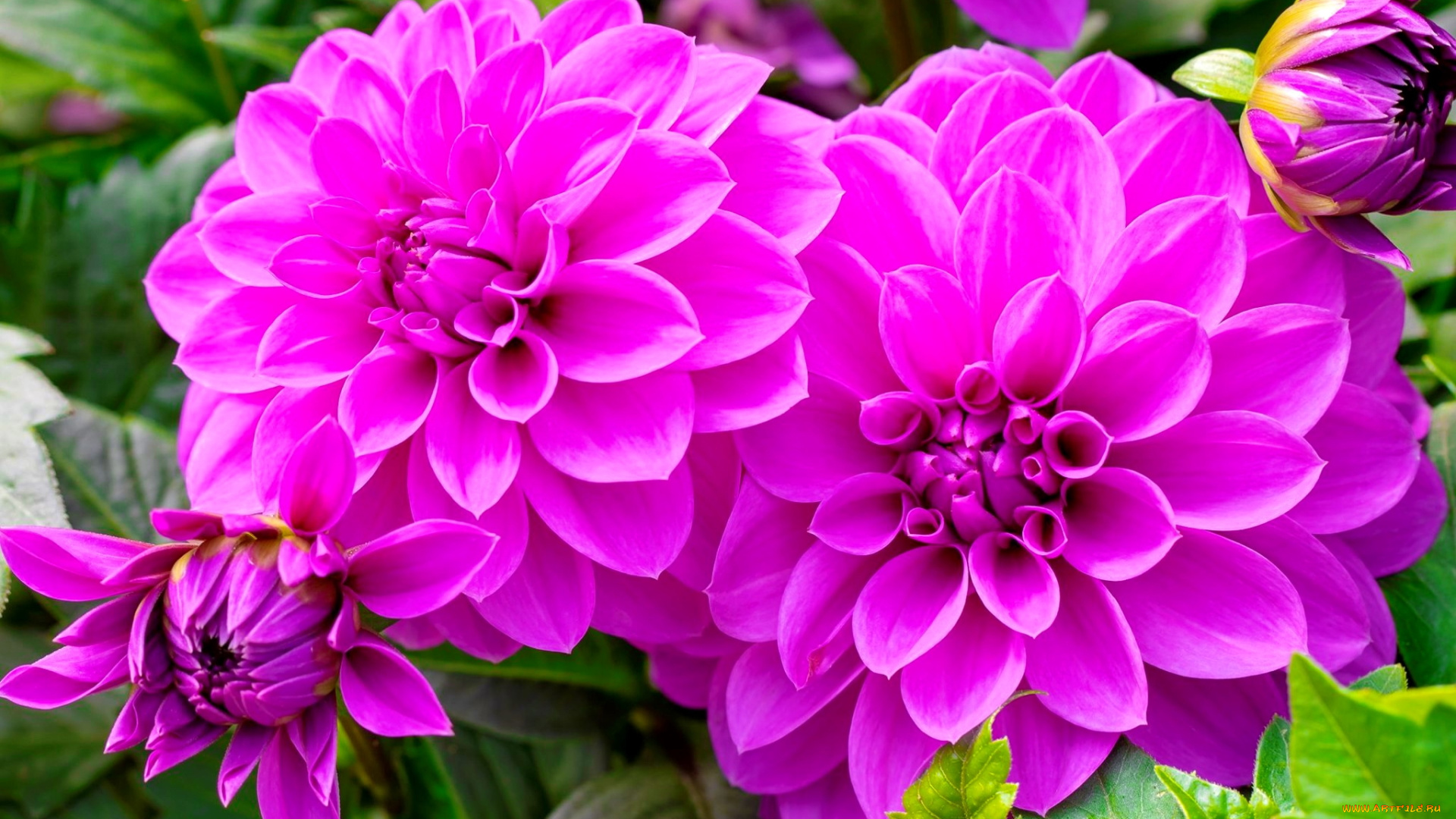 цветы, георгины, розовые