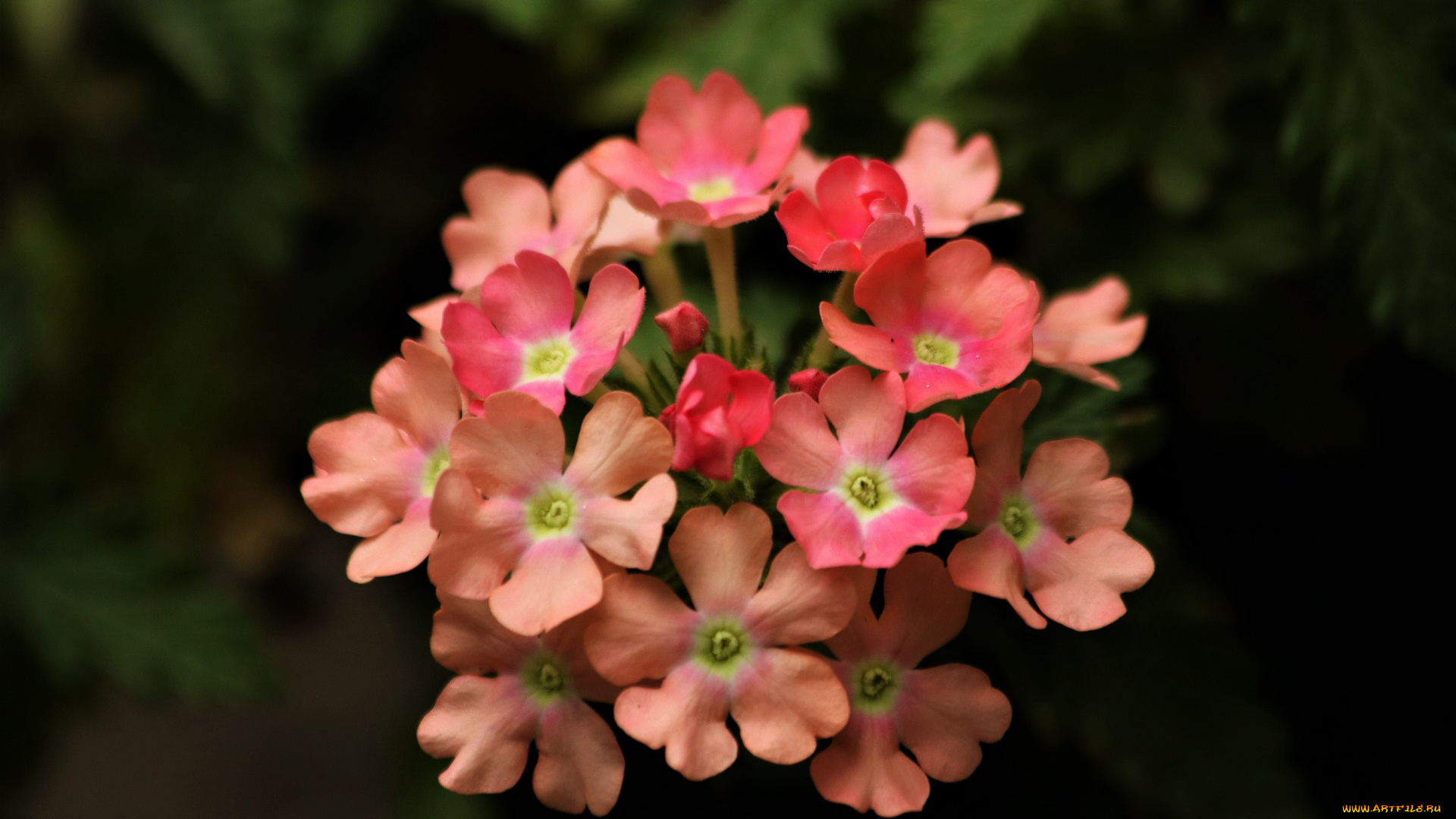 цветы, вербена, розовая, макро