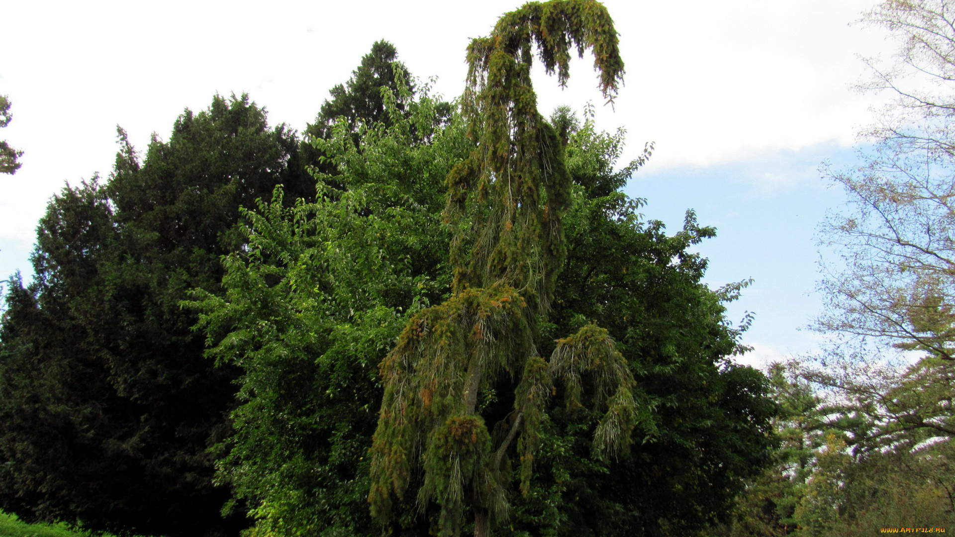 природа, деревья, оригинальное, дерево