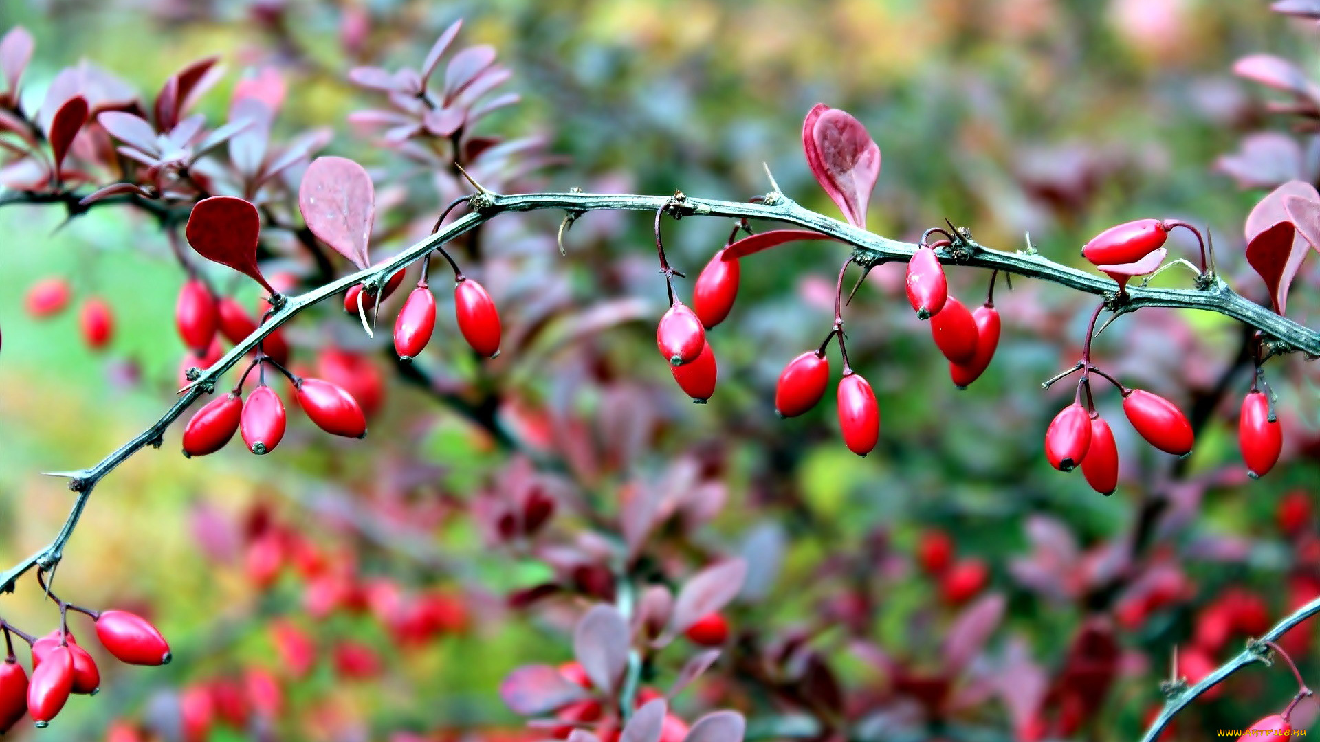 природа, ягоды, барбарис