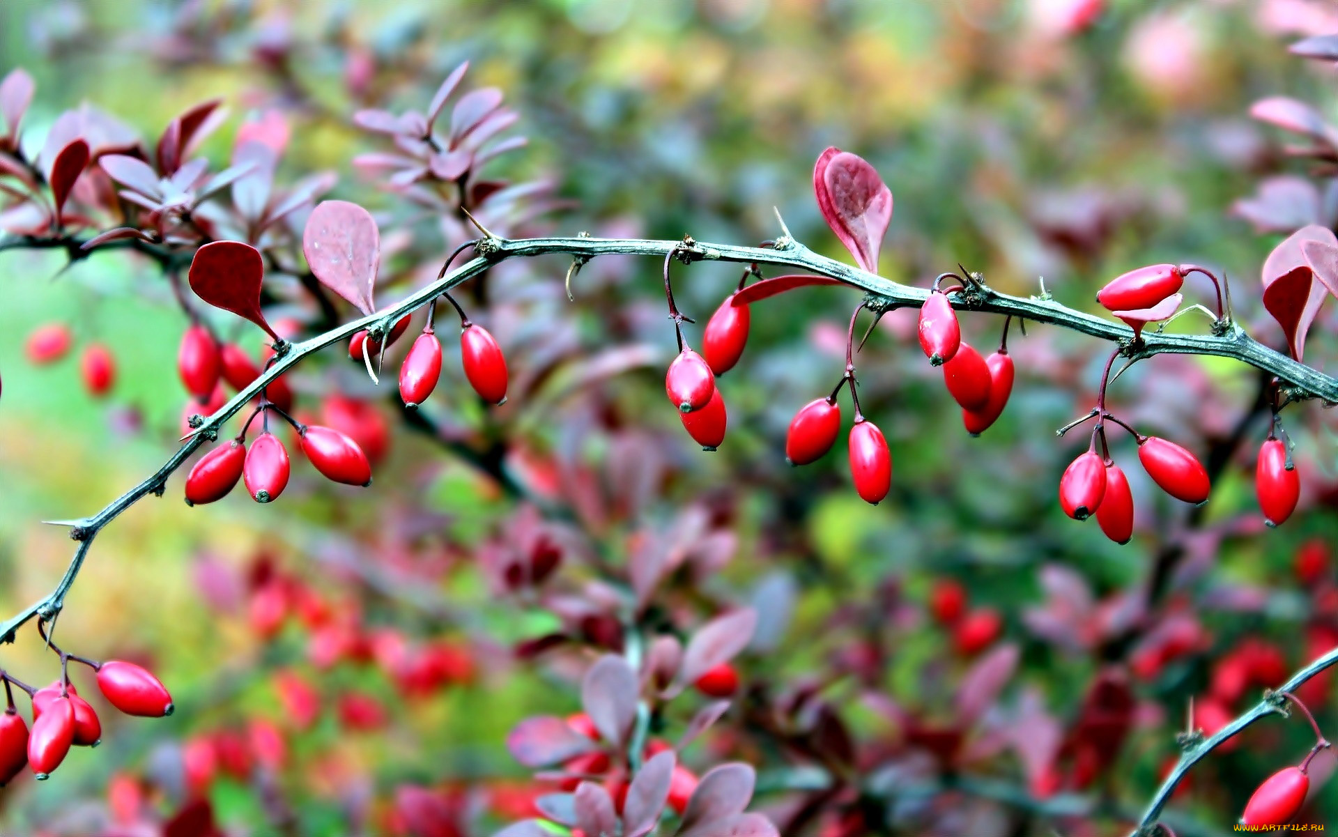природа, ягоды, барбарис