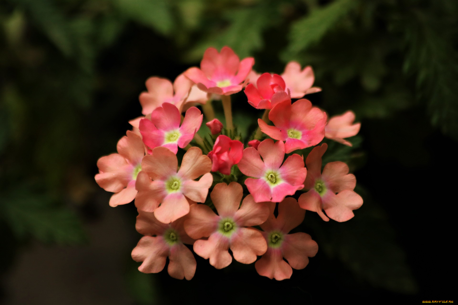 цветы, вербена, розовая, макро