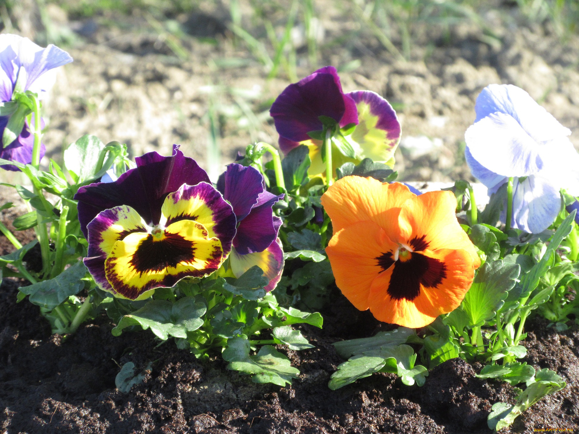 цветы, анютины, глазки, , садовые, фиалки, анютины, глазки