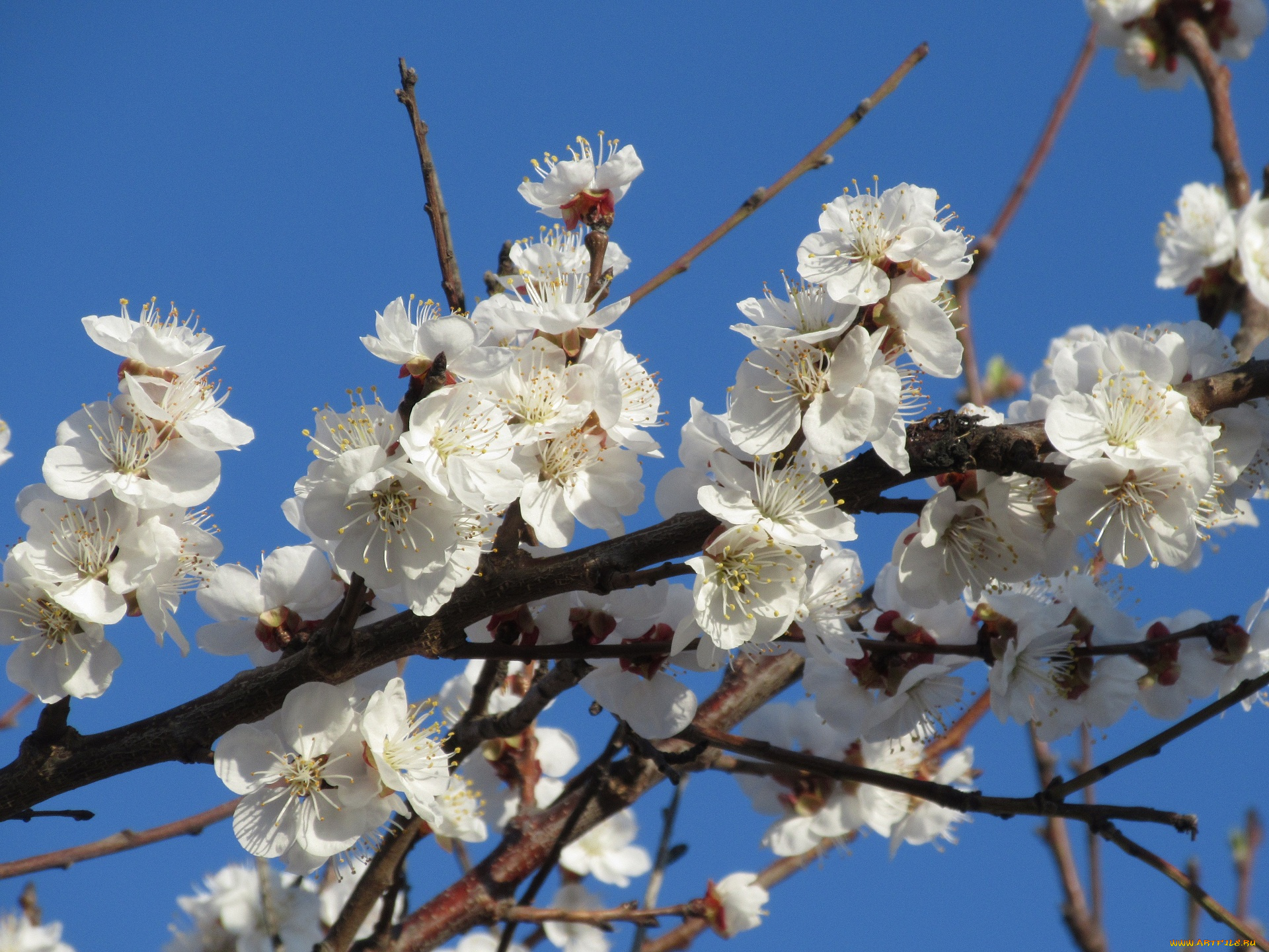 цветы, цветущие, деревья, , , кустарники, абрикос