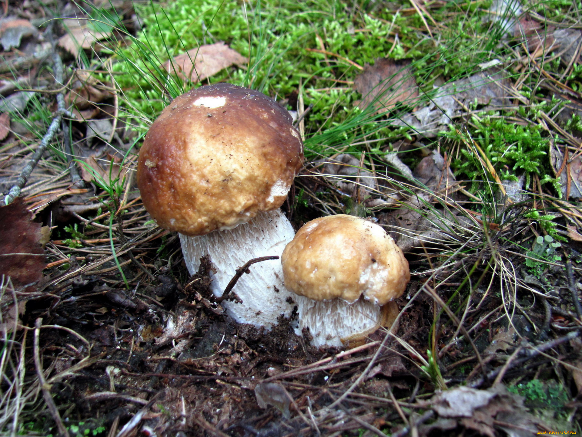 природа, грибы, боровики