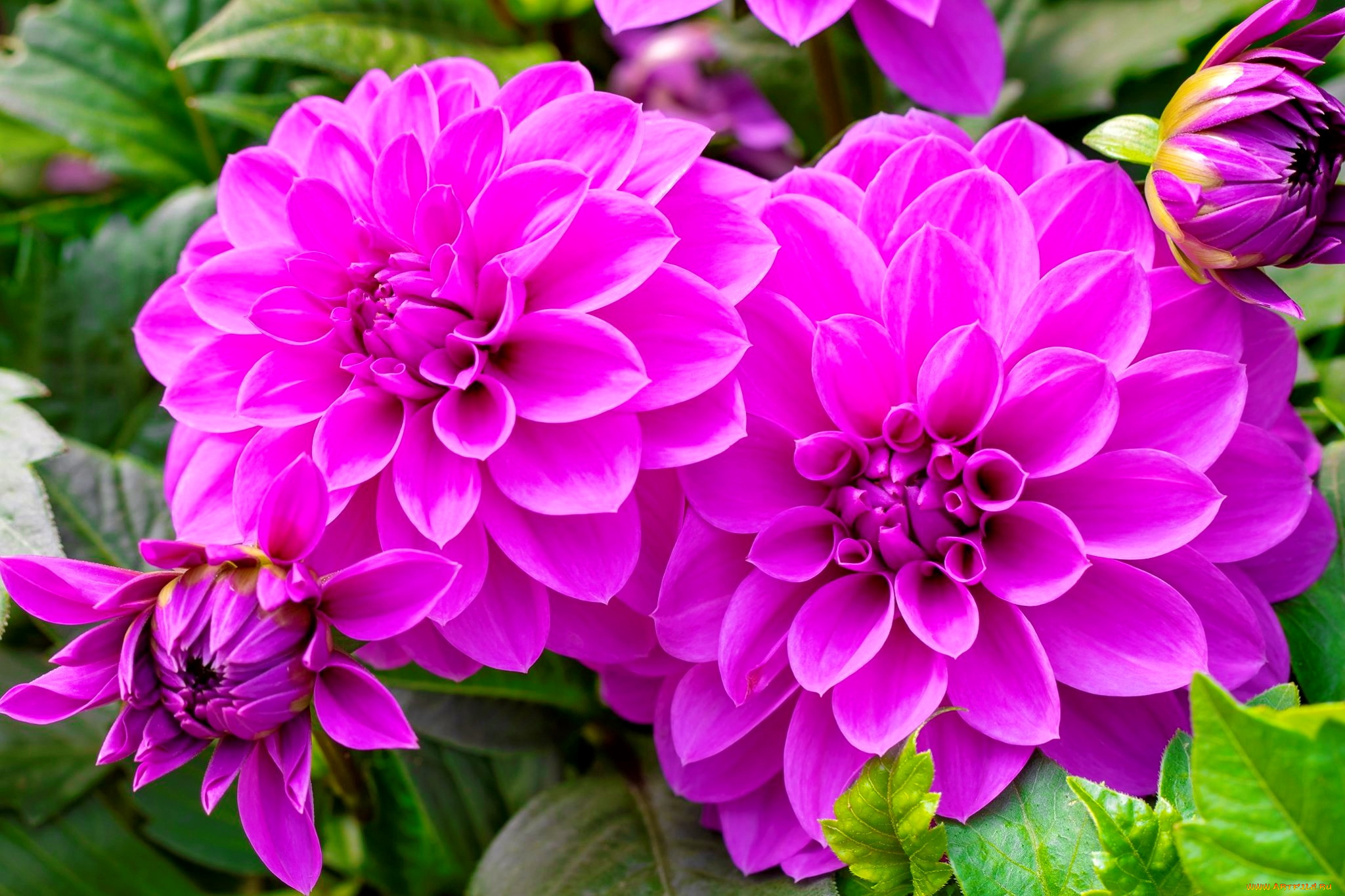 цветы, георгины, розовые