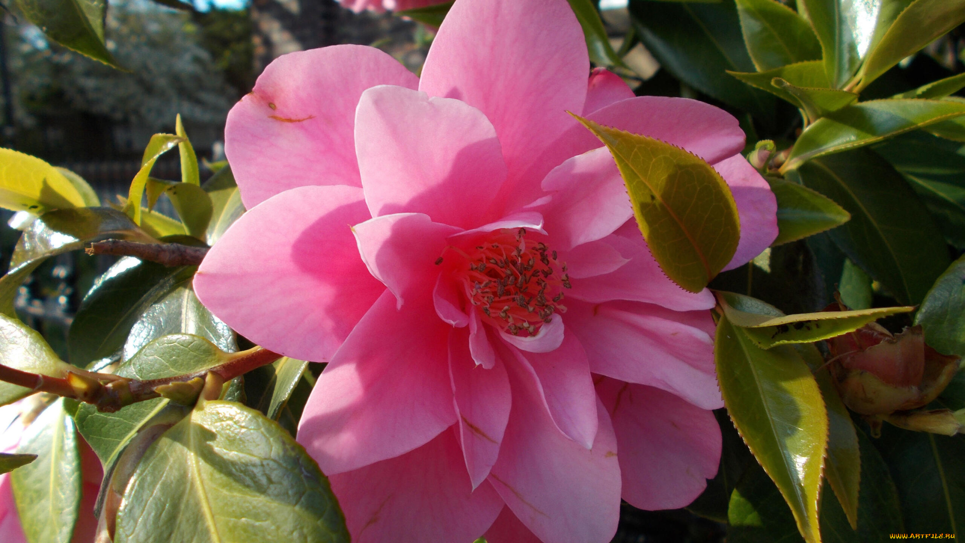 цветы, камелии, розовая, камелия, макро