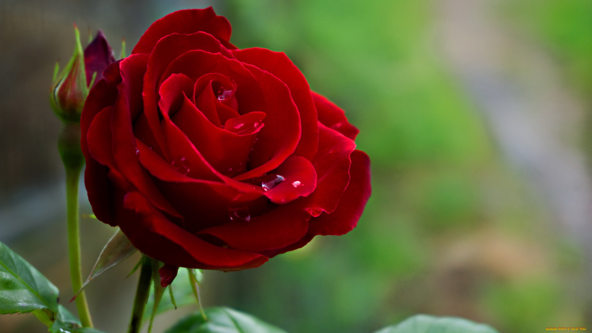 цветы, розы, бордовая, роза, капли