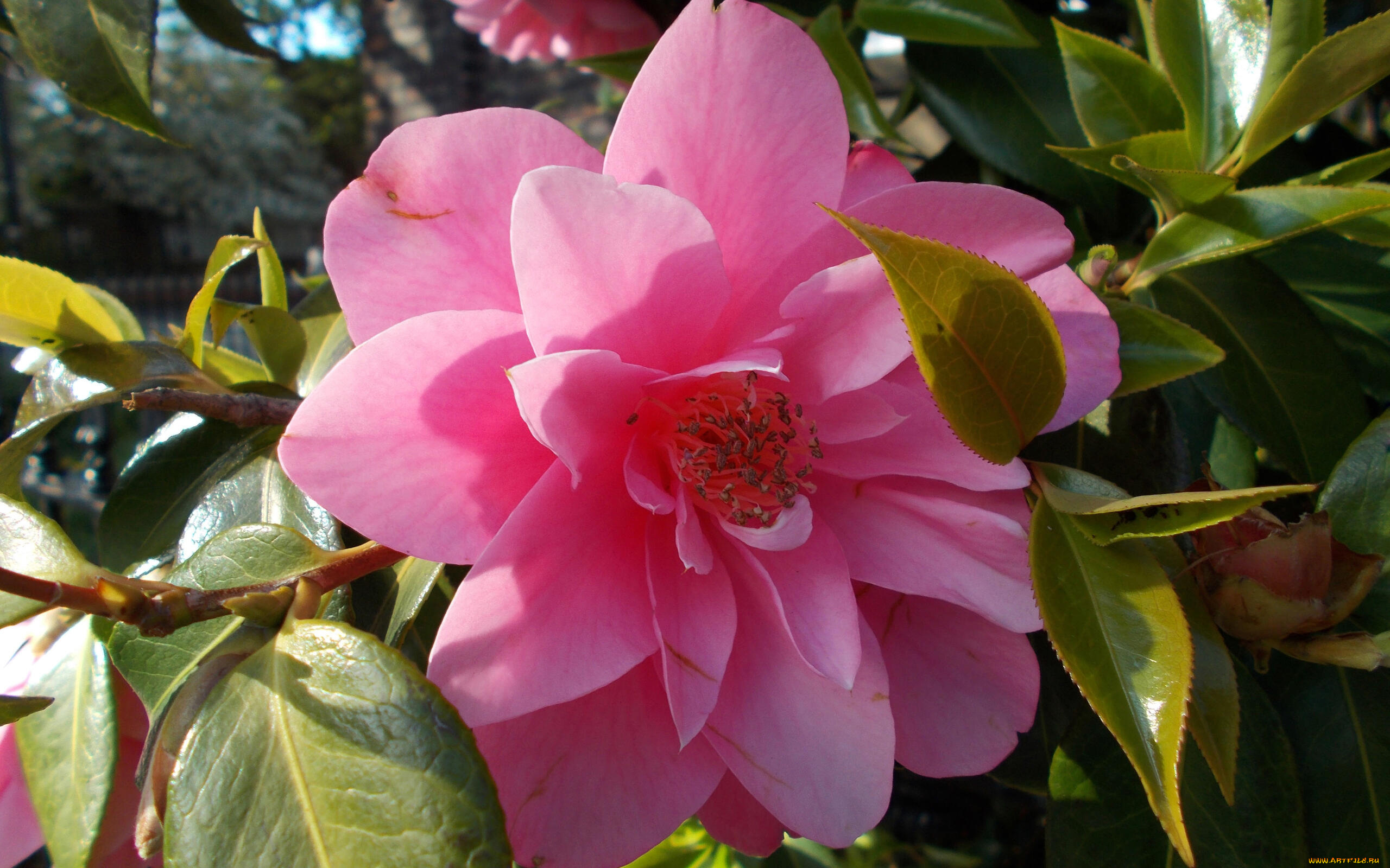 цветы, камелии, розовая, камелия, макро