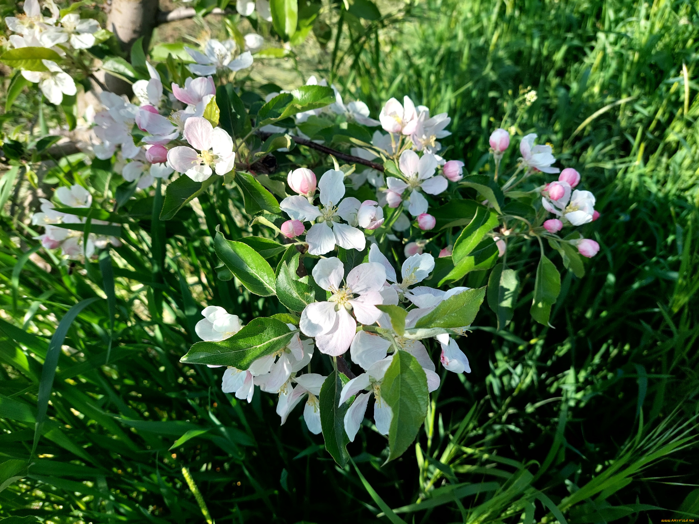 цветы, цветущие, деревья, , , кустарники, яблоня, цветение, весна, 2022