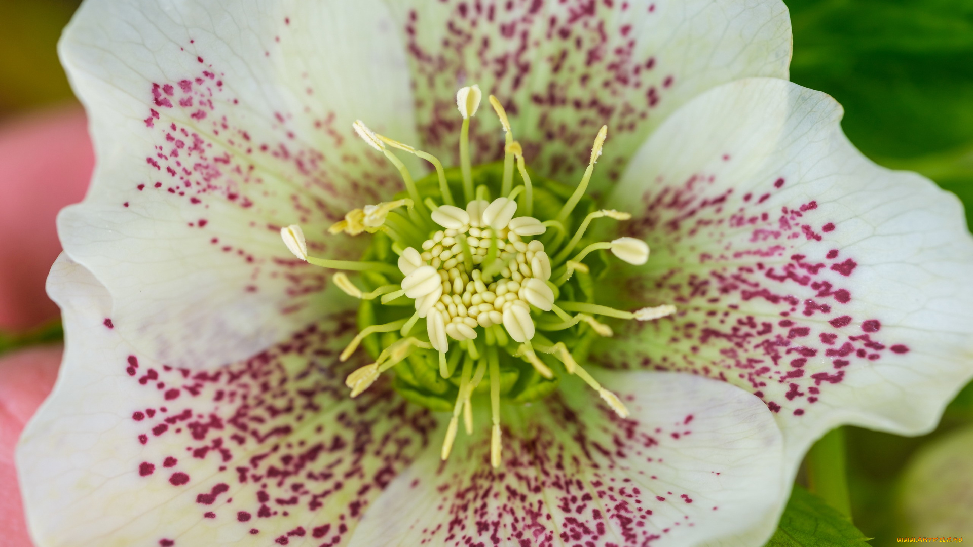 цветы, геллеборус, , морозник, макро