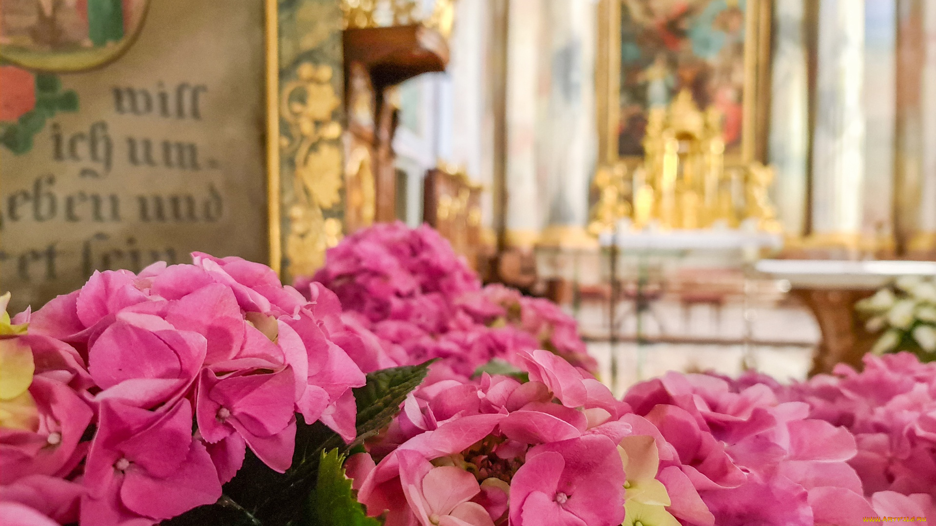 цветы, гортензия, розовая, соцветия