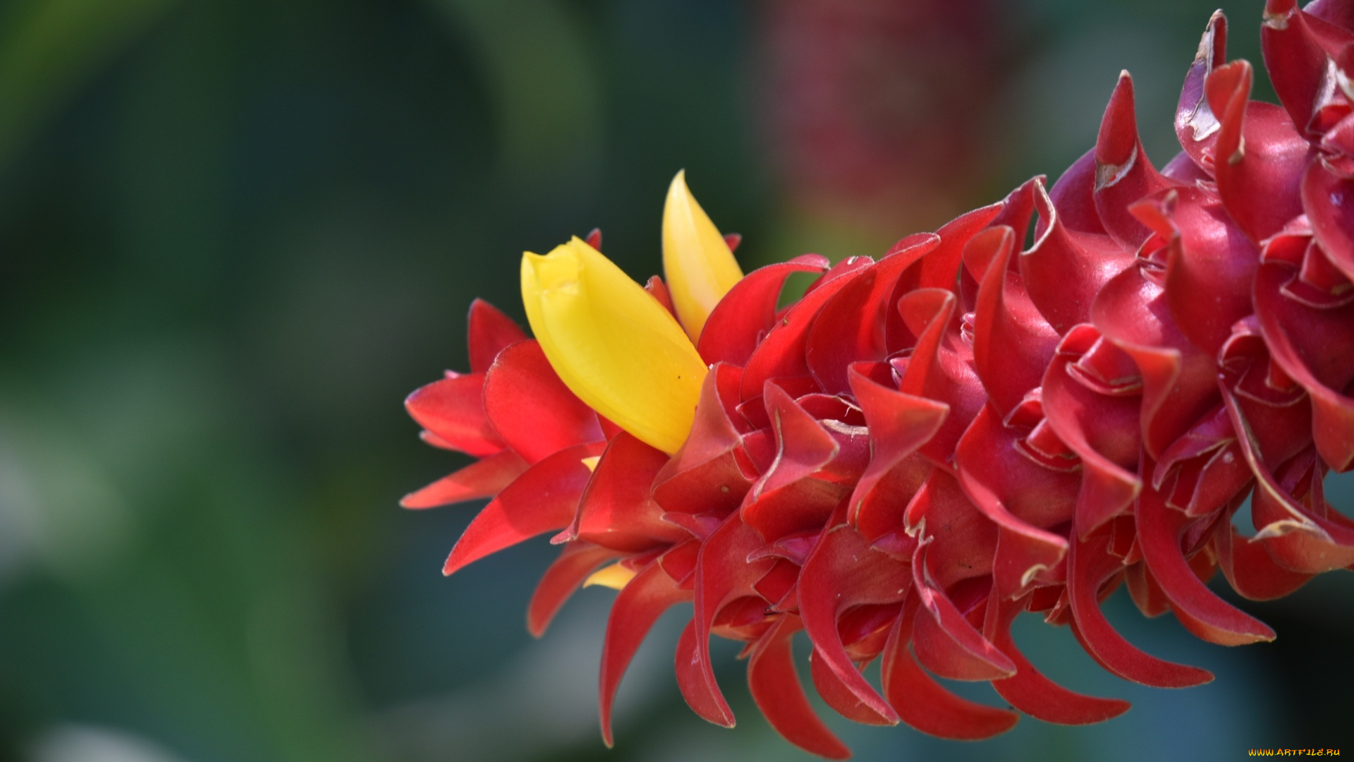 spiral, ginger, plant, цветы, цветущие, овощи, , ягоды, spiral, ginger, plant