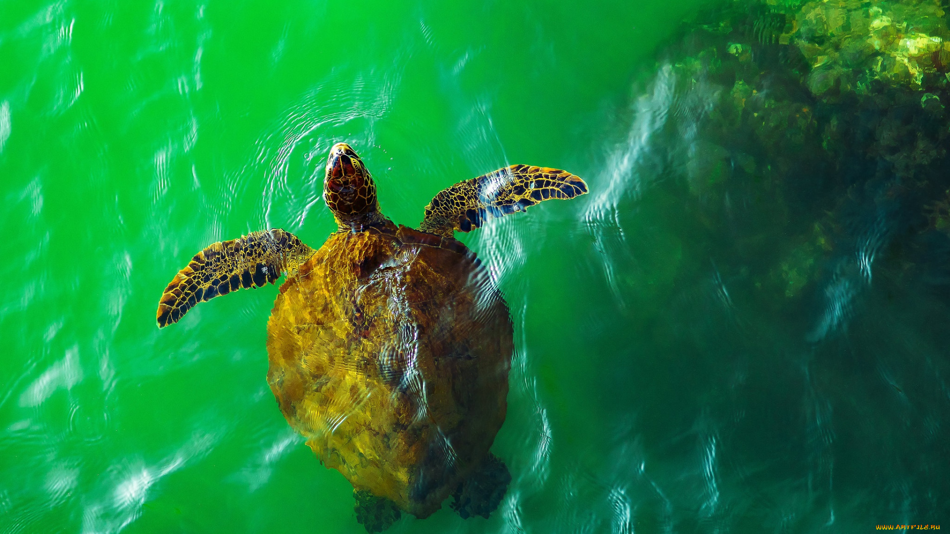 животные, черепахи, черепаха