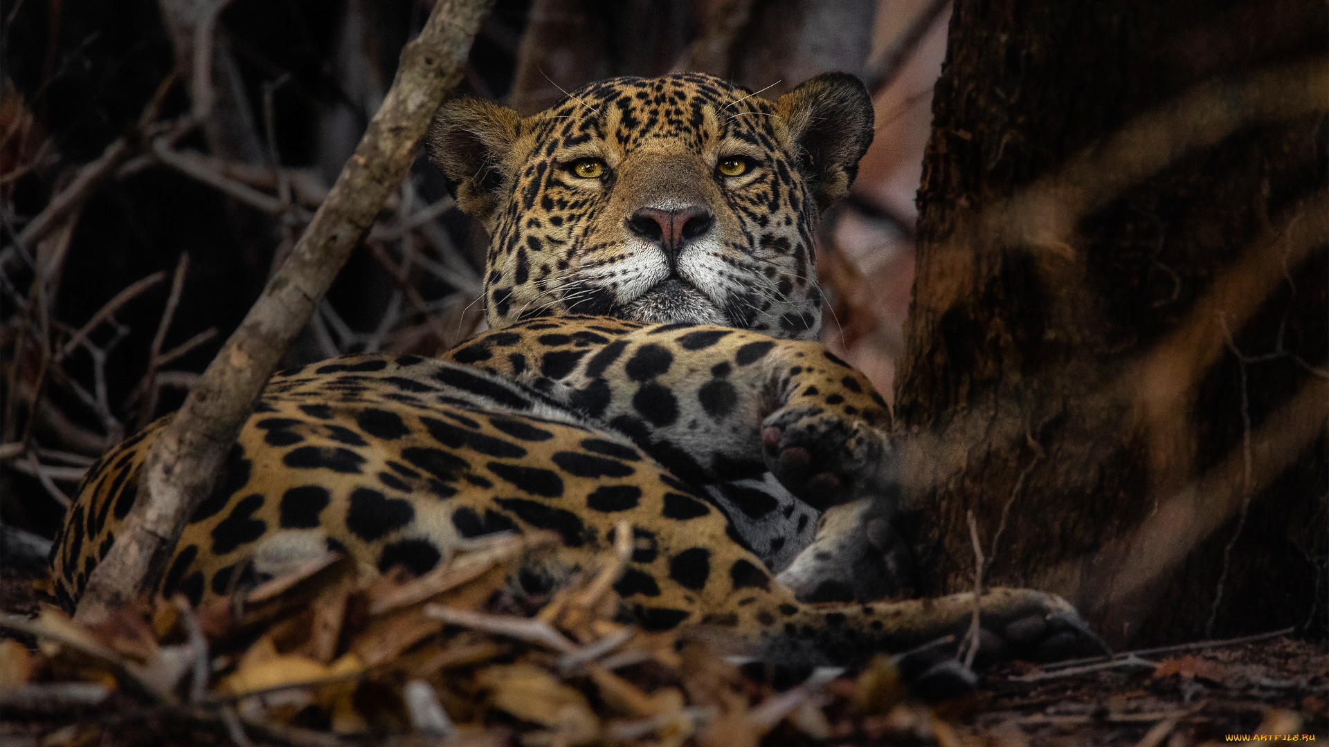 животные, леопарды, леопард
